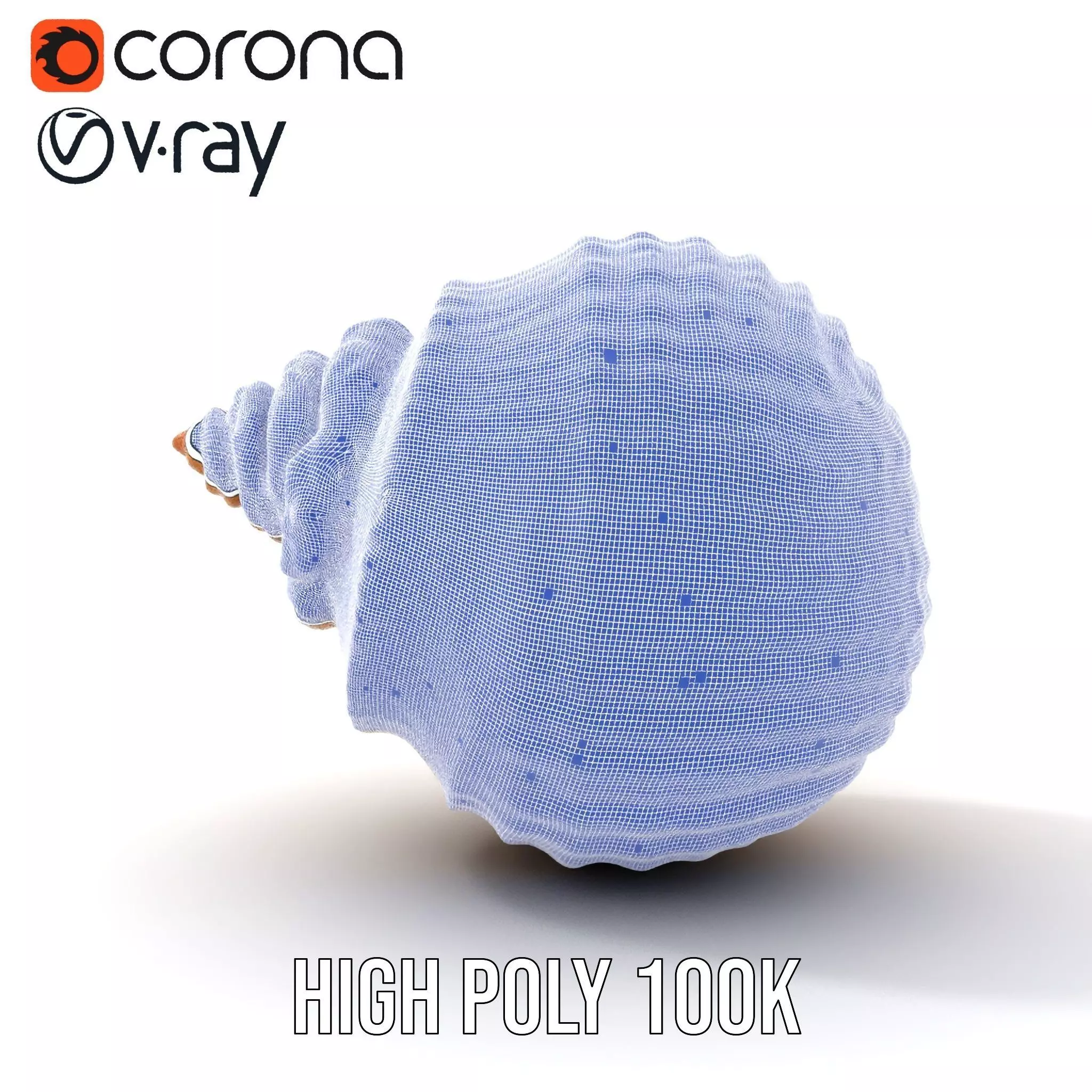 Elegant Seashell model pack Low-poly 3D model_34