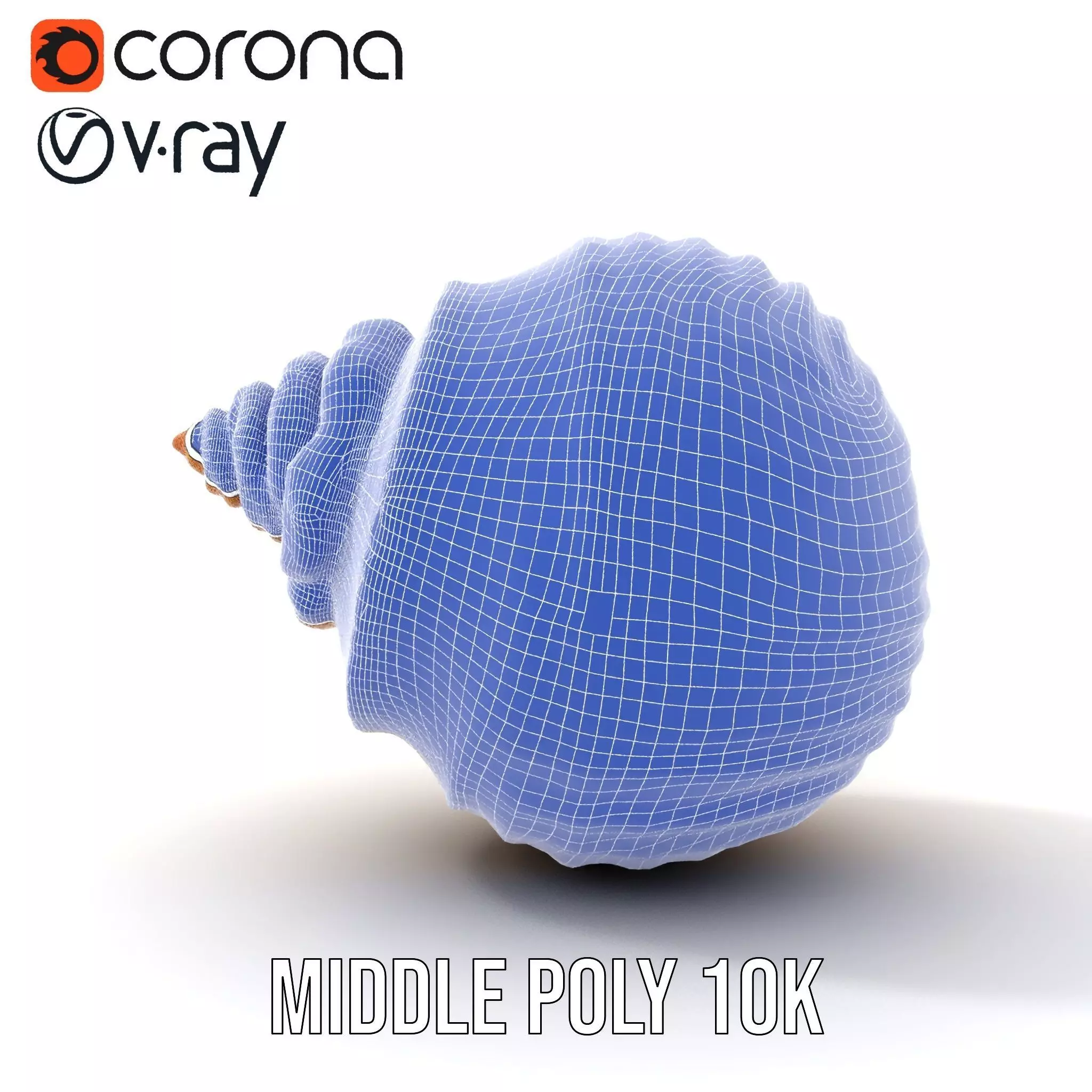 Elegant Seashell model pack Low-poly 3D model_22