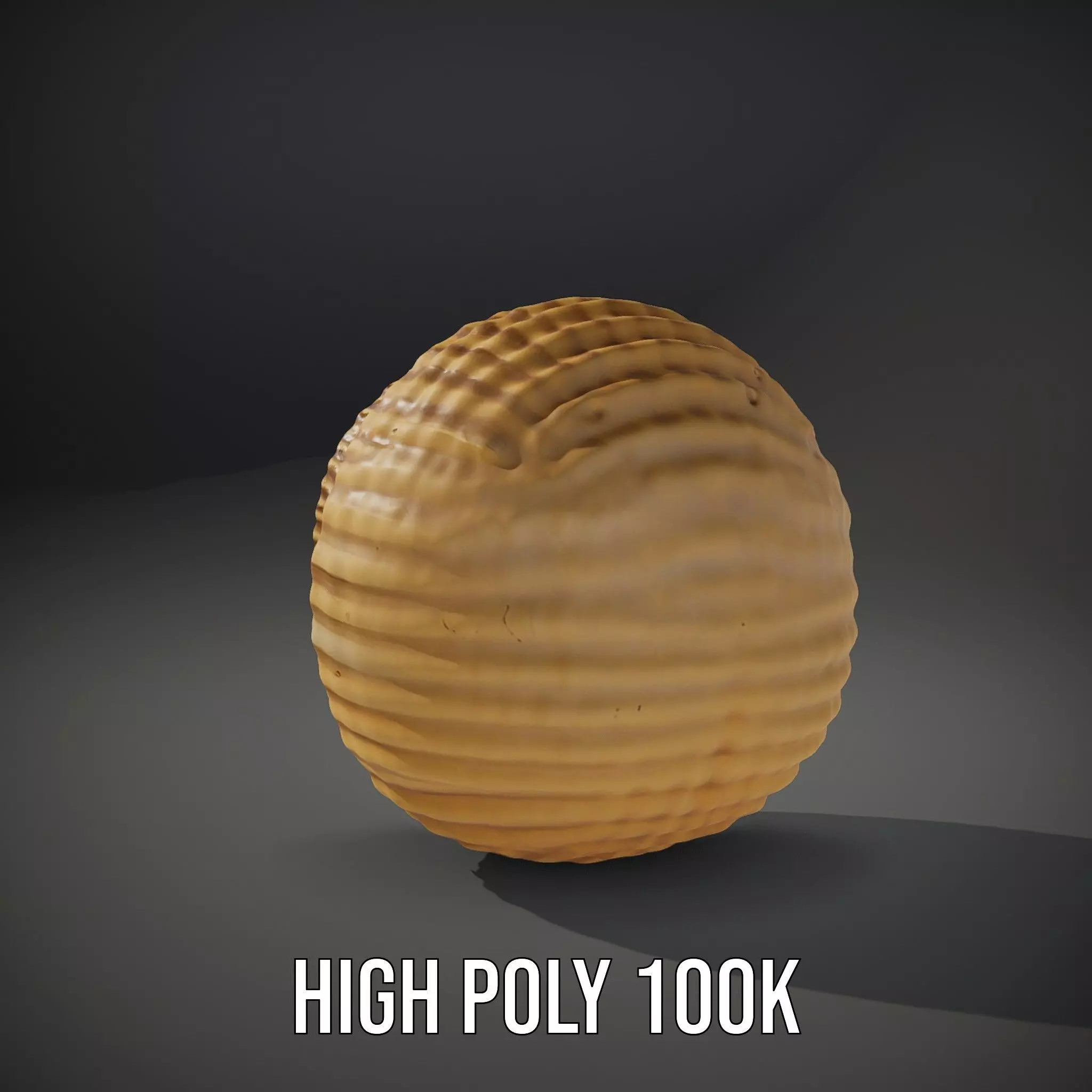 Elegant Seashell model pack Low-poly 3D model_9