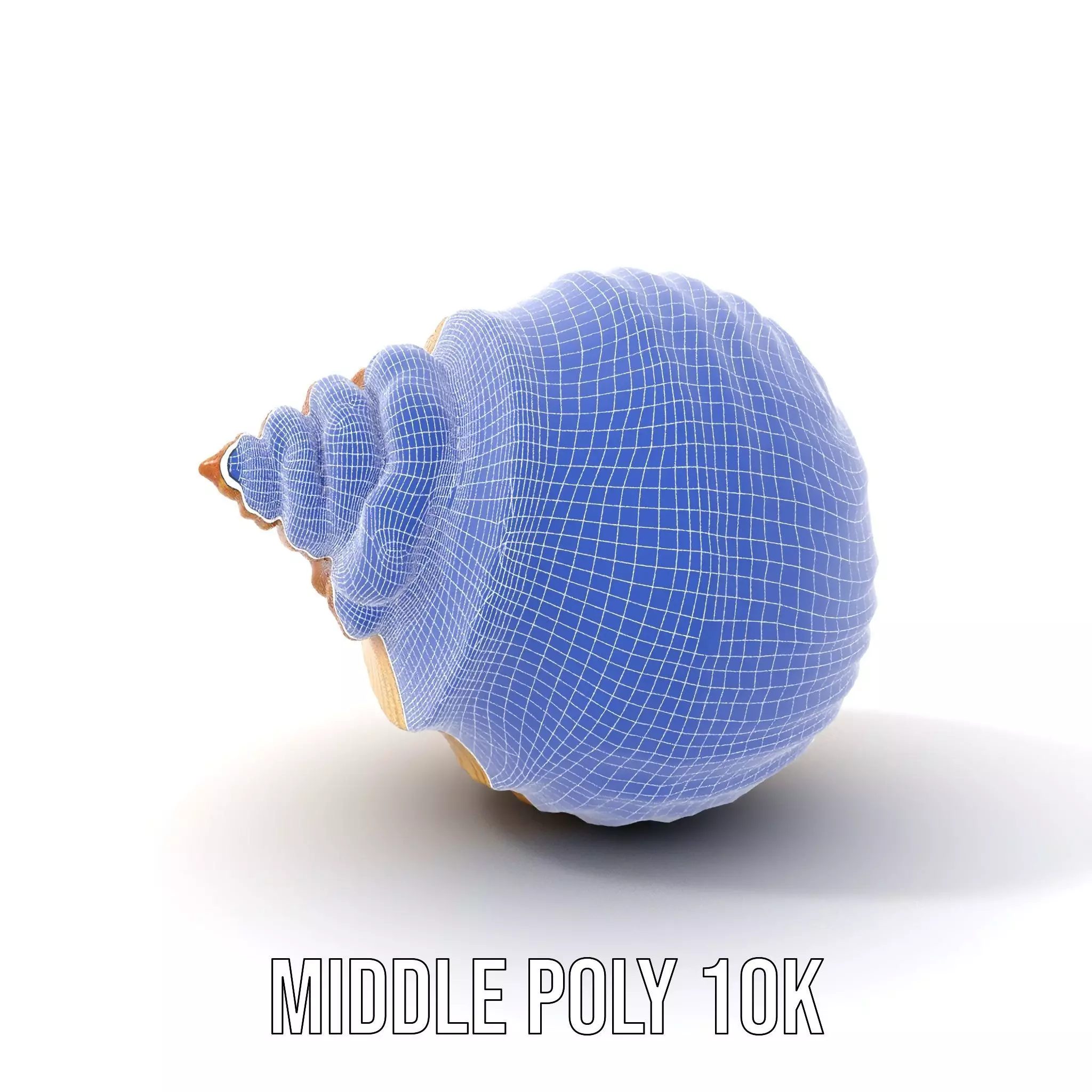 Elegant Seashell model pack Low-poly 3D model_19