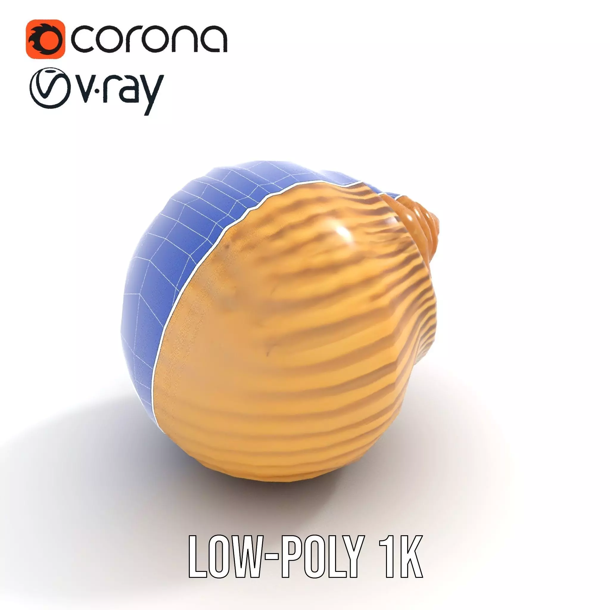 Elegant Seashell model pack Low-poly 3D model_29