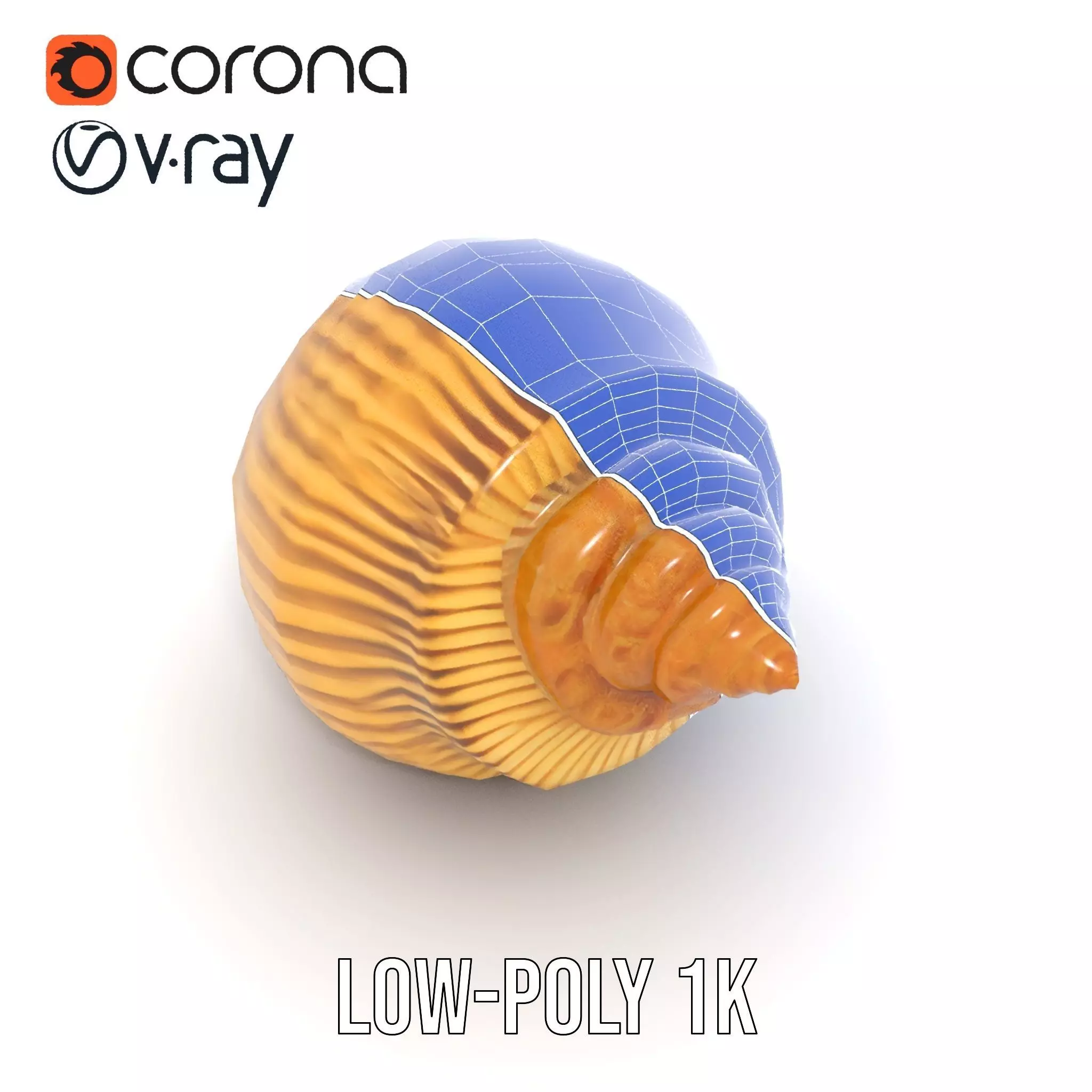 Elegant Seashell model pack Low-poly 3D model_32