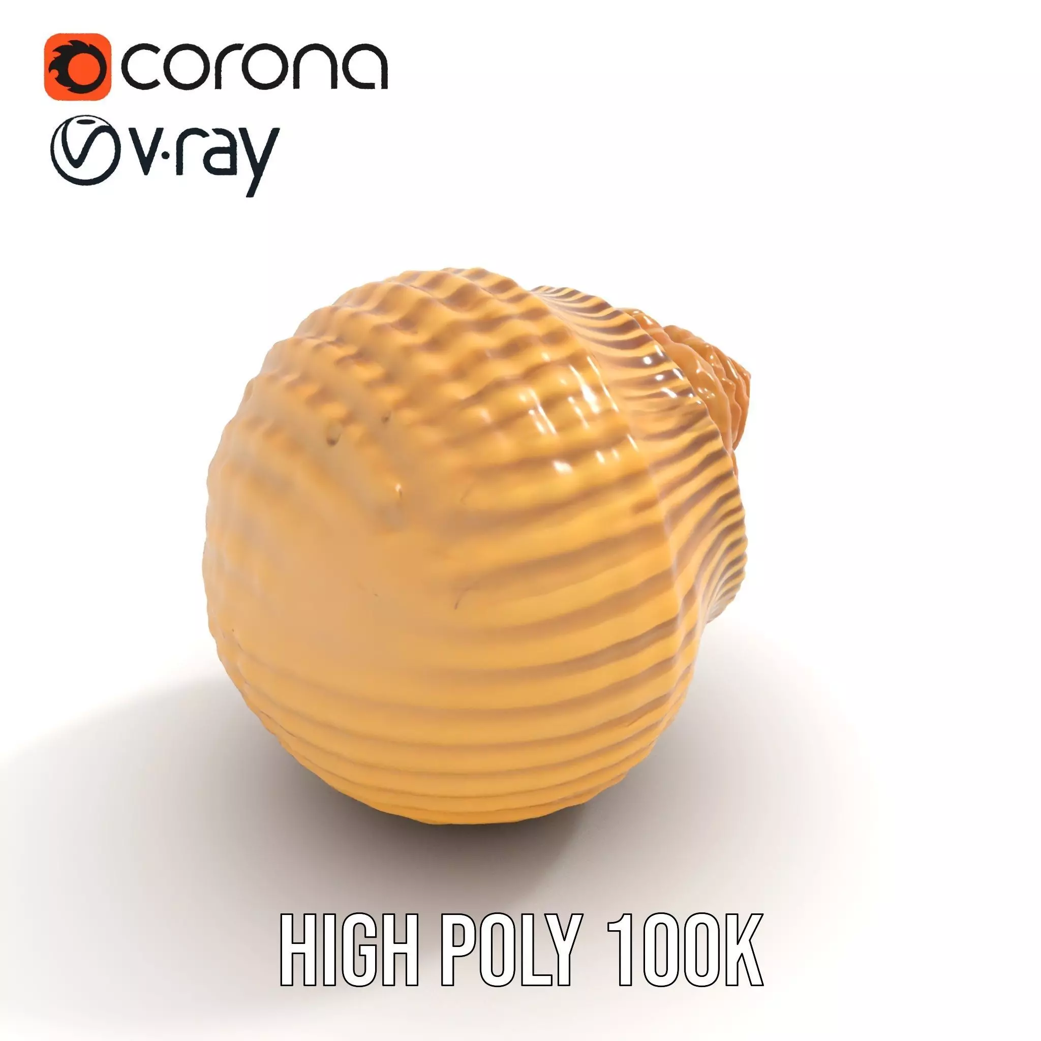 Elegant Seashell model pack Low-poly 3D model_33