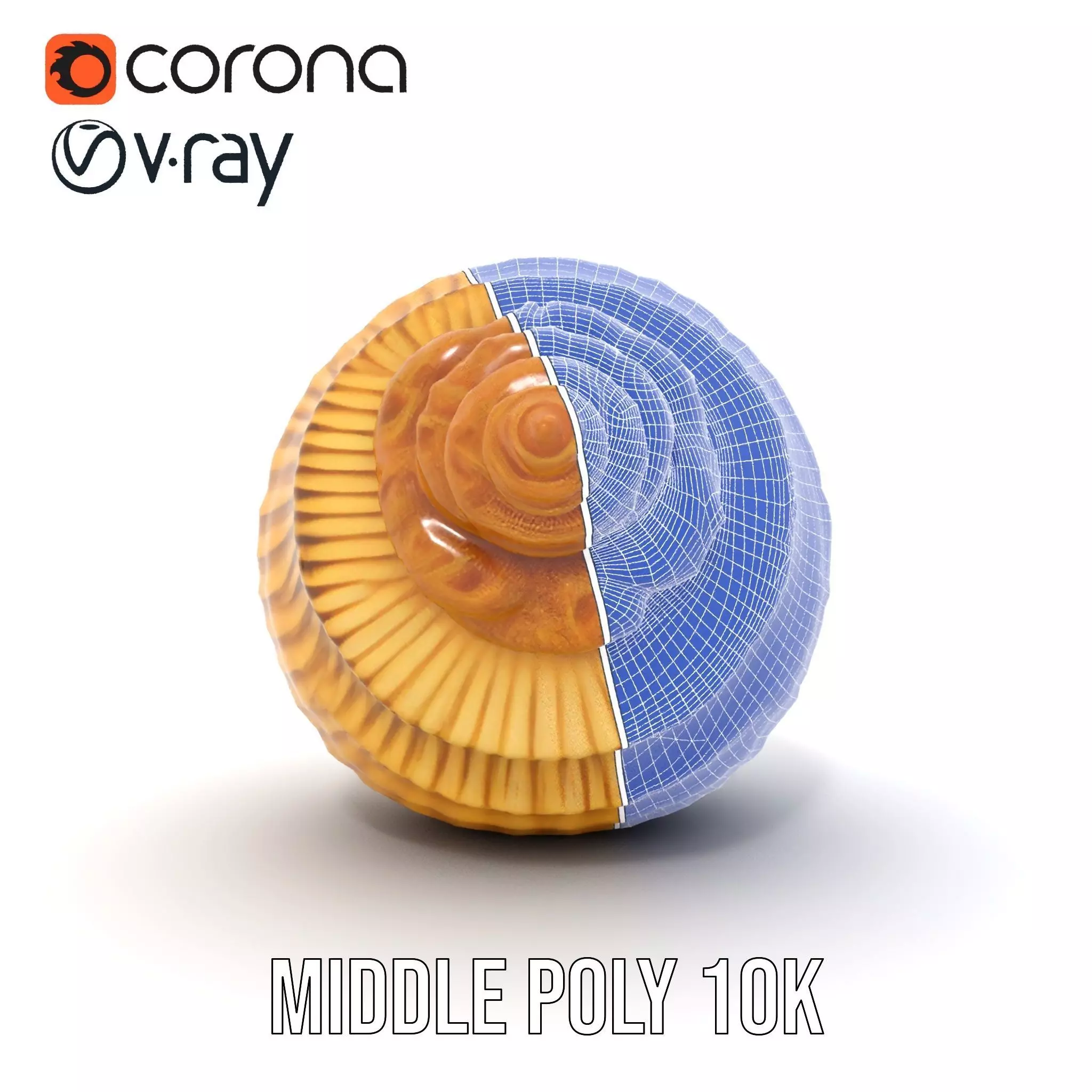 Elegant Seashell model pack Low-poly 3D model_31