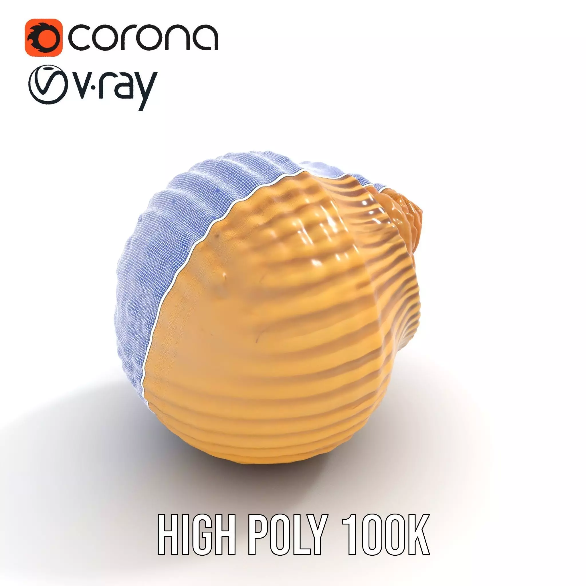 Elegant Seashell model pack Low-poly 3D model_18