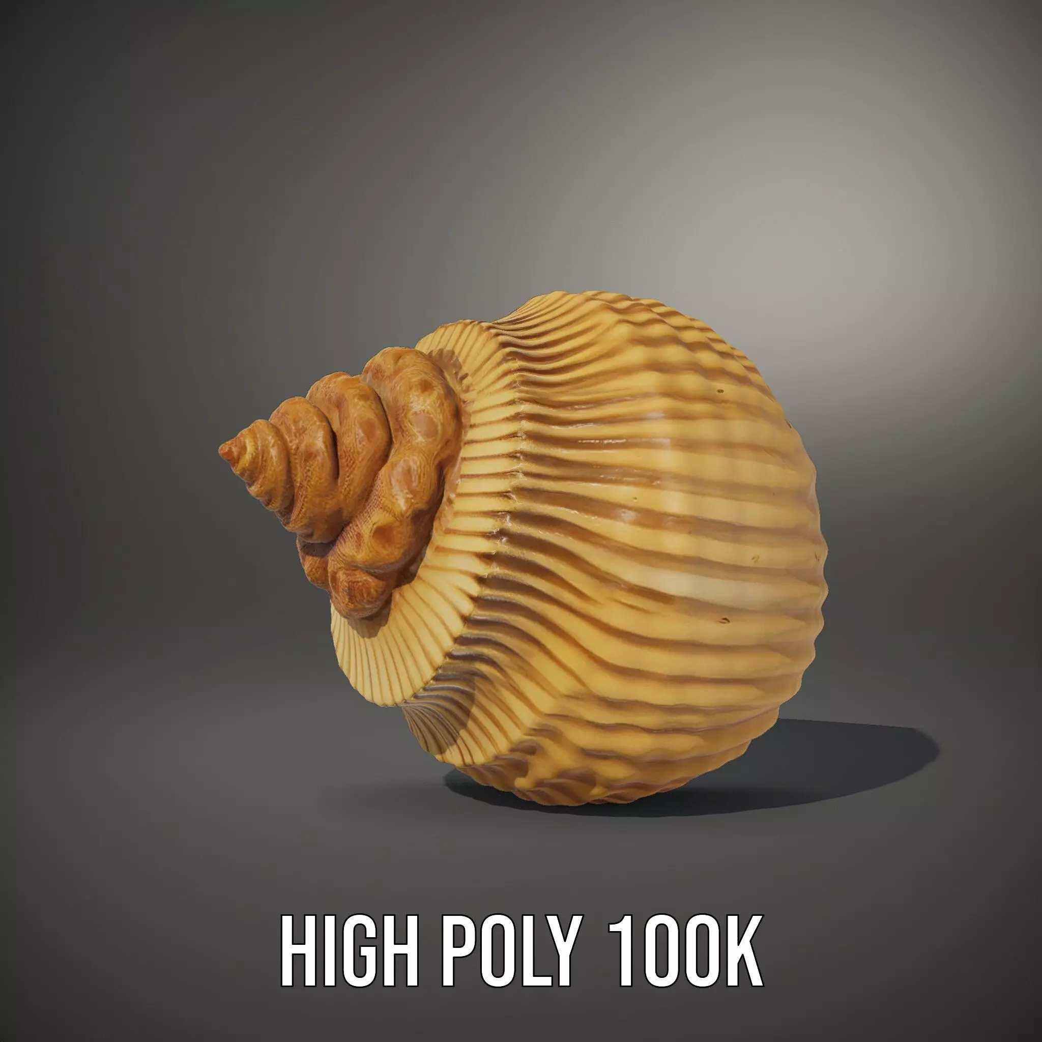 Elegant Seashell model pack Low-poly 3D model_11