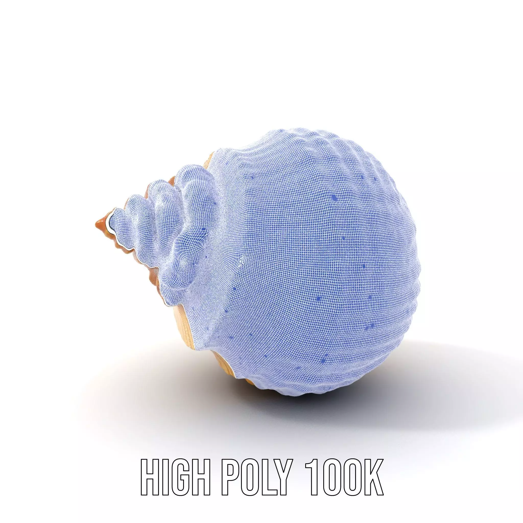 Elegant Seashell model pack Low-poly 3D model_5