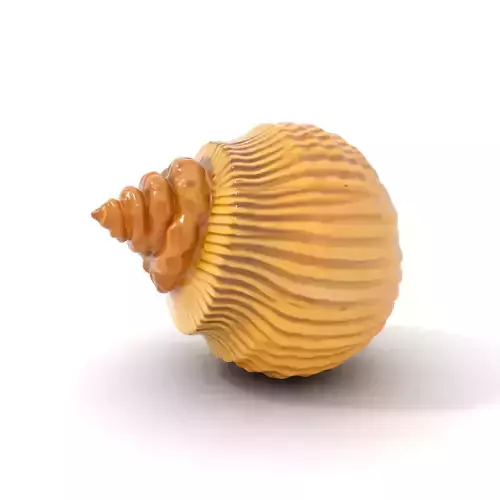Elegant Seashell model pack Low-poly 3D model Elegant Seashell model pack Low-poly 3D model