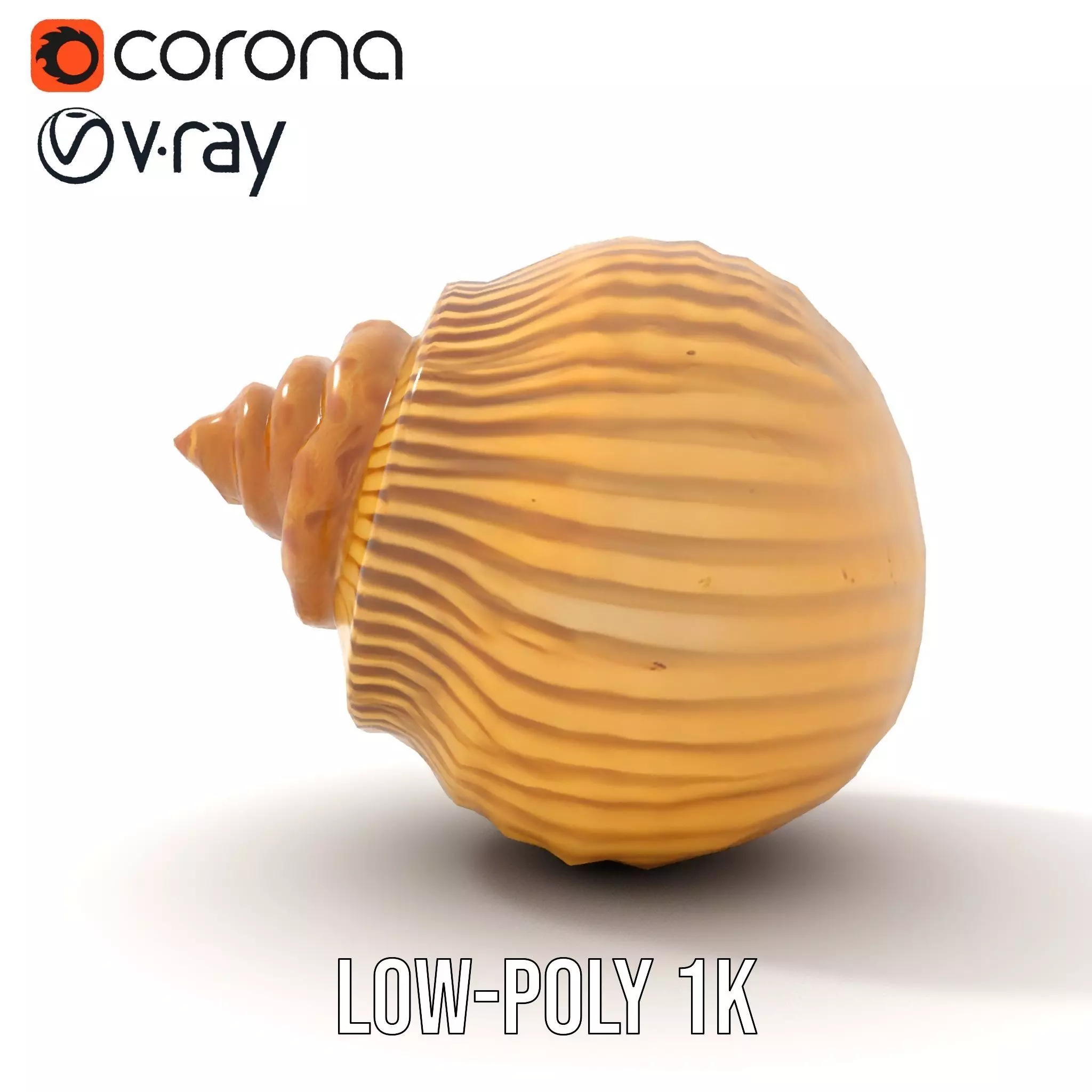 Elegant Seashell model pack Low-poly 3D model_13