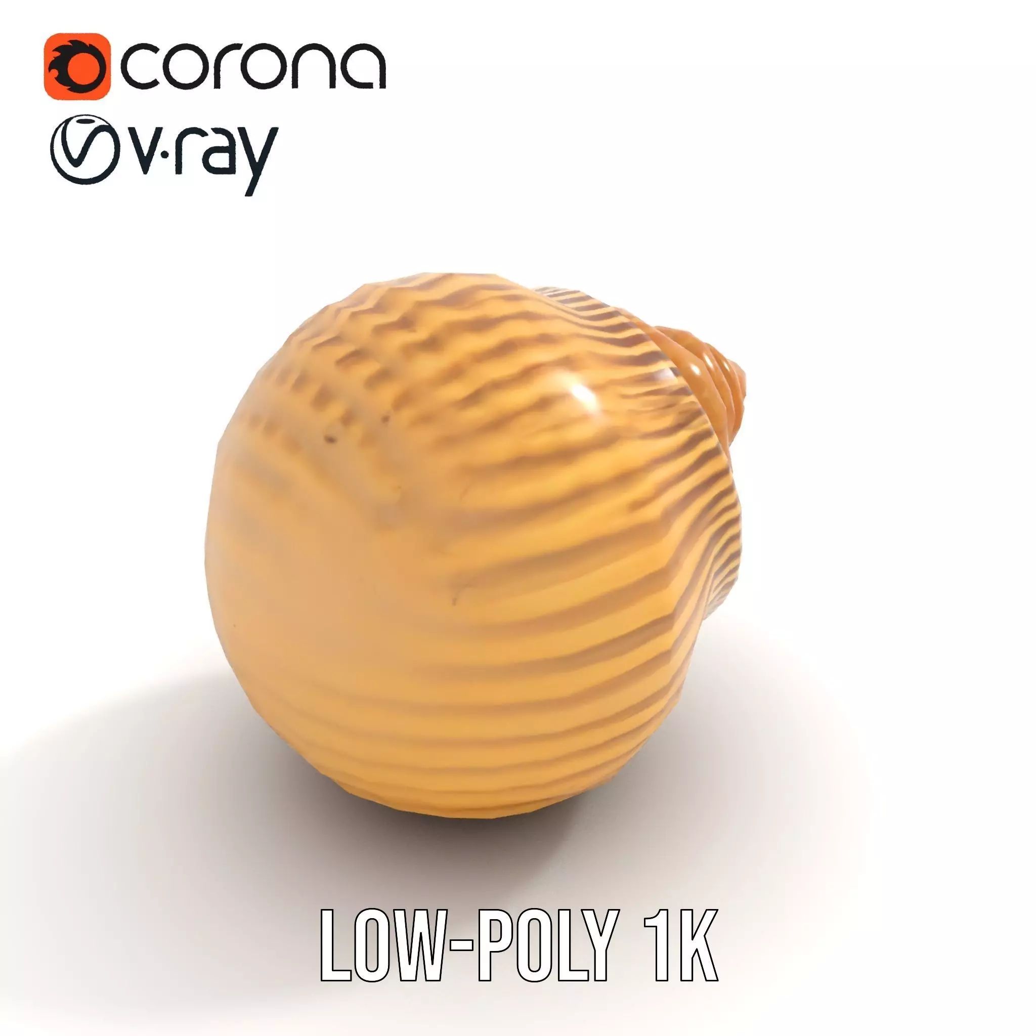 Elegant Seashell model pack Low-poly 3D model_8