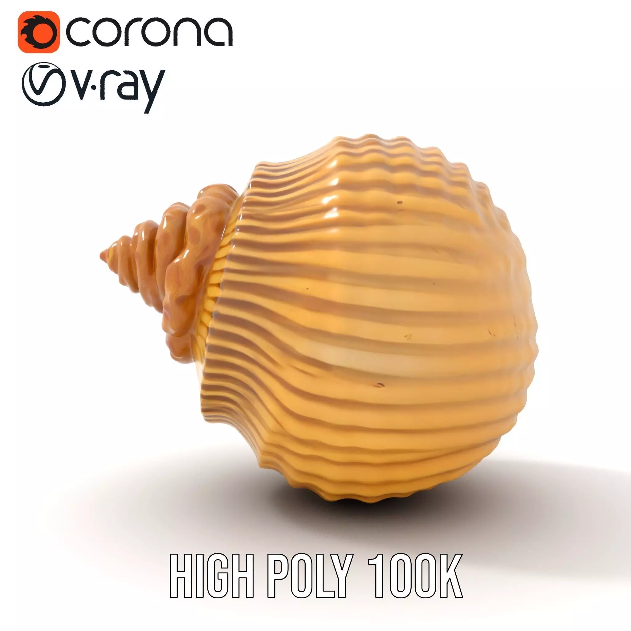 Elegant Seashell model pack Low-poly 3D model_24