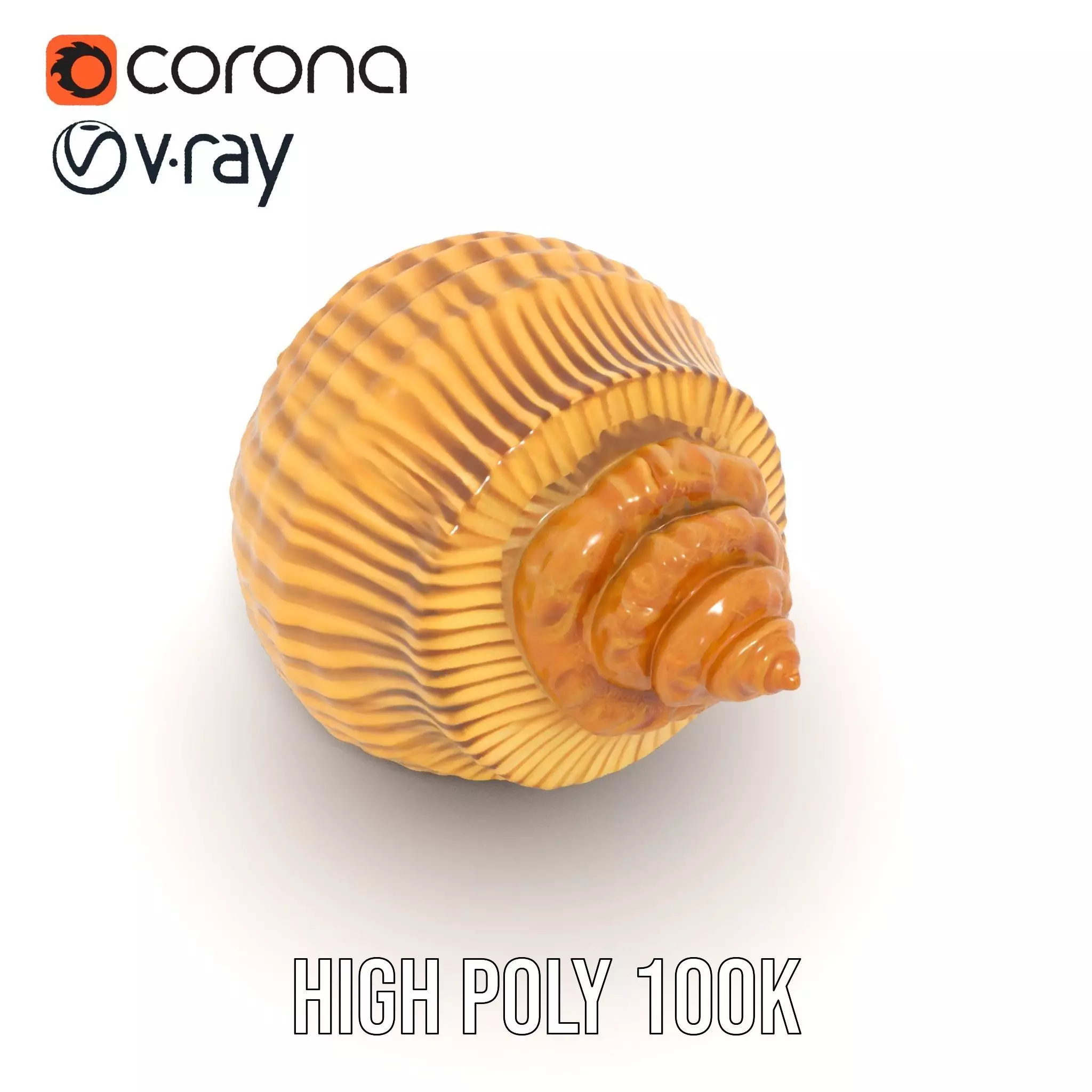 Elegant Seashell model pack Low-poly 3D model_21