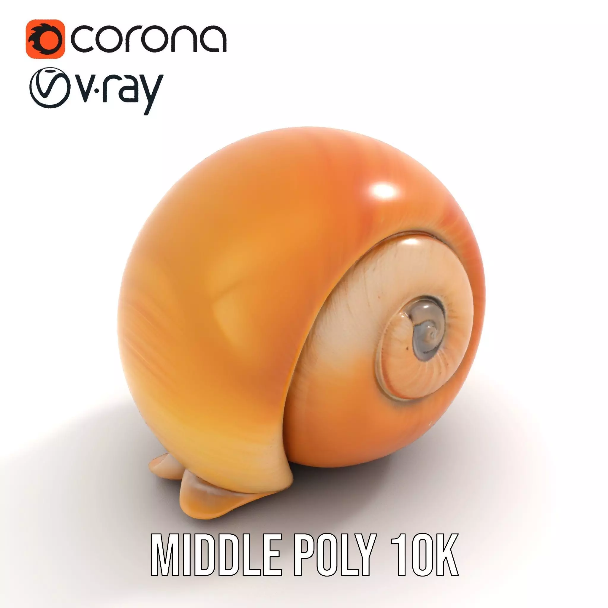 Amber Spiral Shell model pack Low-poly 3D model_11