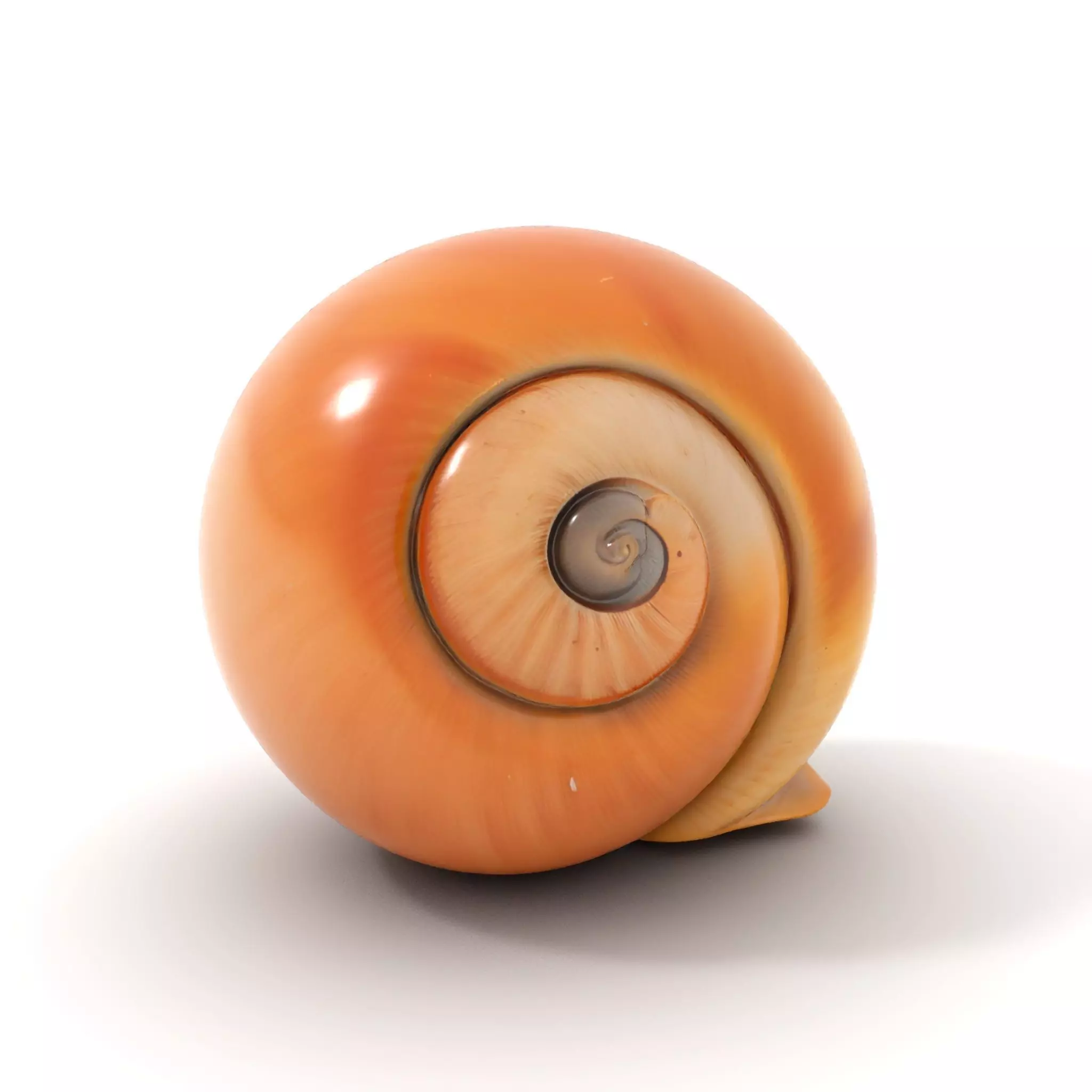 Amber Spiral Shell model pack Low-poly 3D model_0