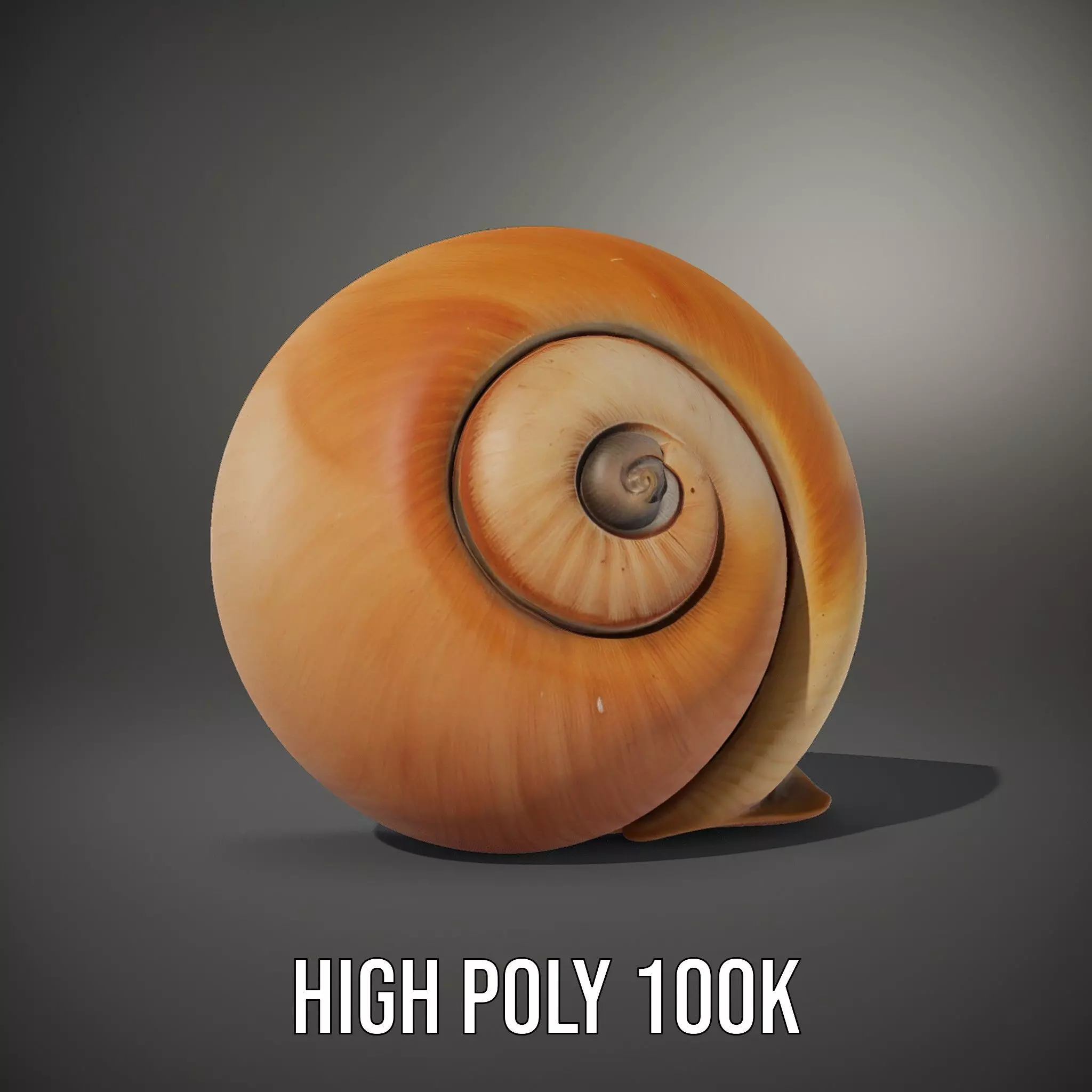 Amber Spiral Shell model pack Low-poly 3D model_9