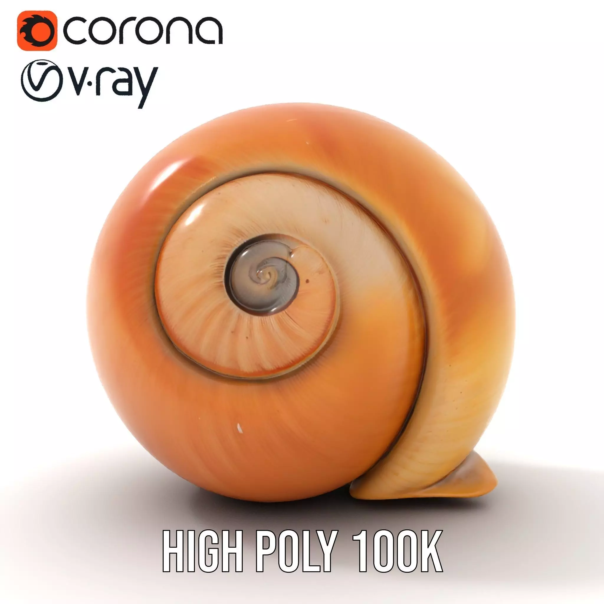 Amber Spiral Shell model pack Low-poly 3D model_30