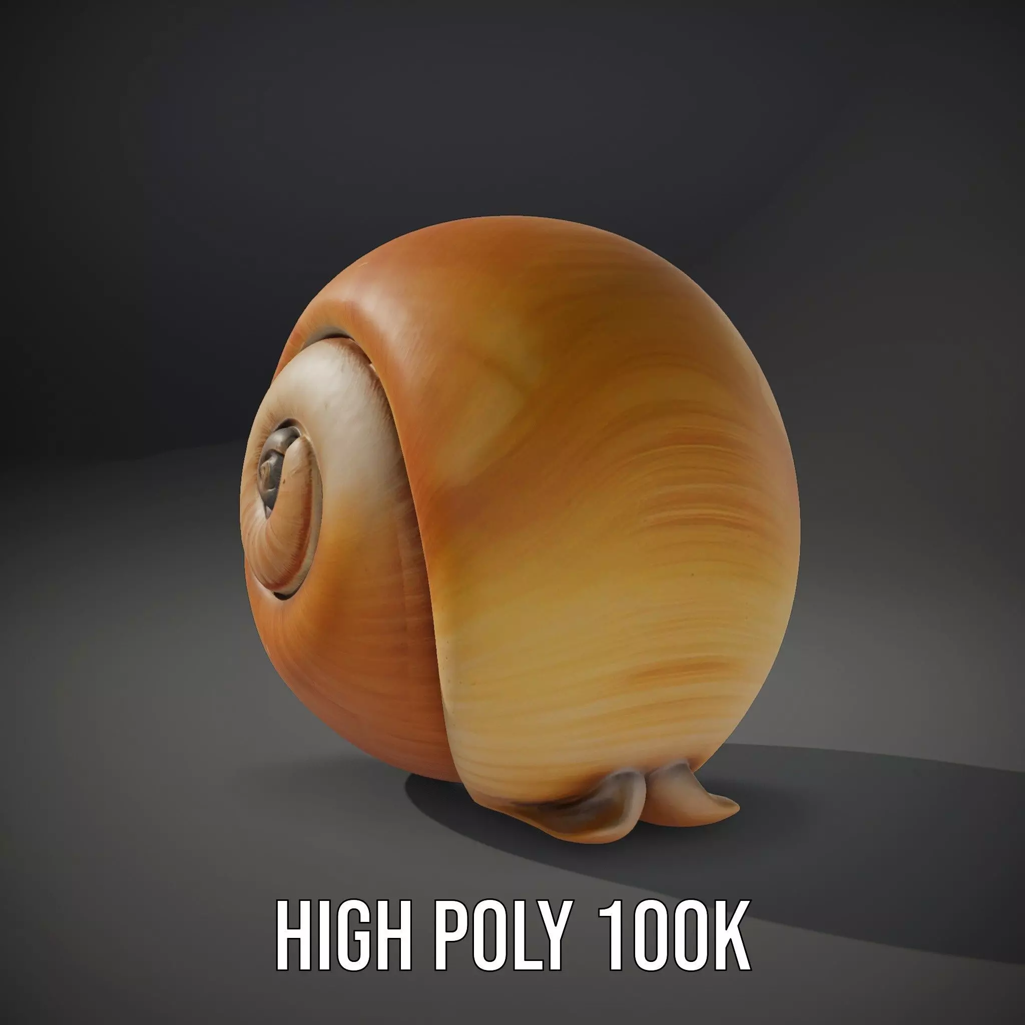 Amber Spiral Shell model pack Low-poly 3D model_13