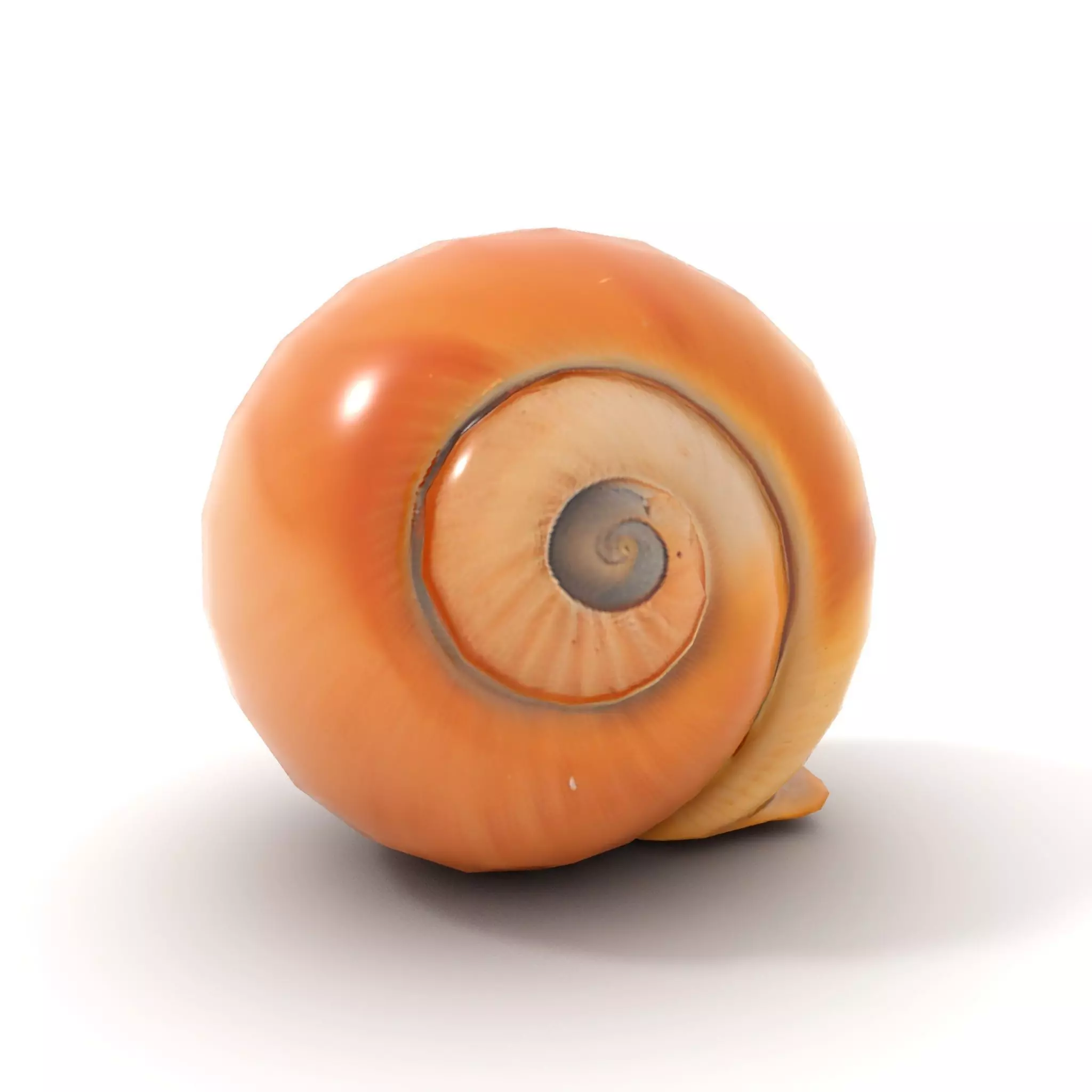 Amber Spiral Shell model pack Low-poly 3D model_10