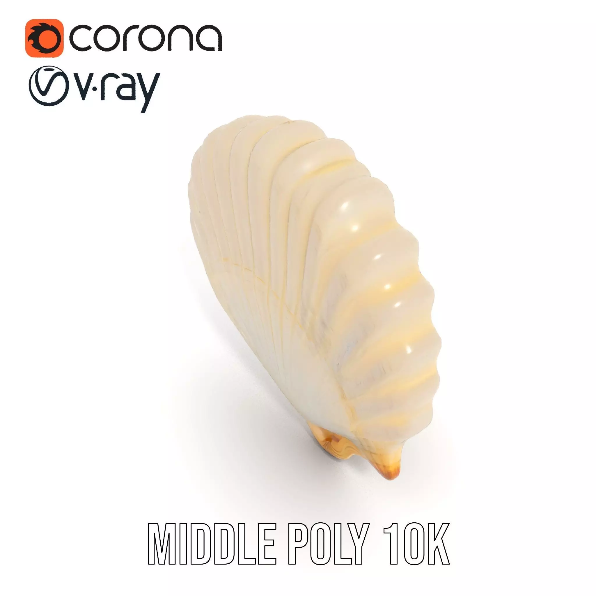 Cream Seashell model pack Low-poly 3D model_5