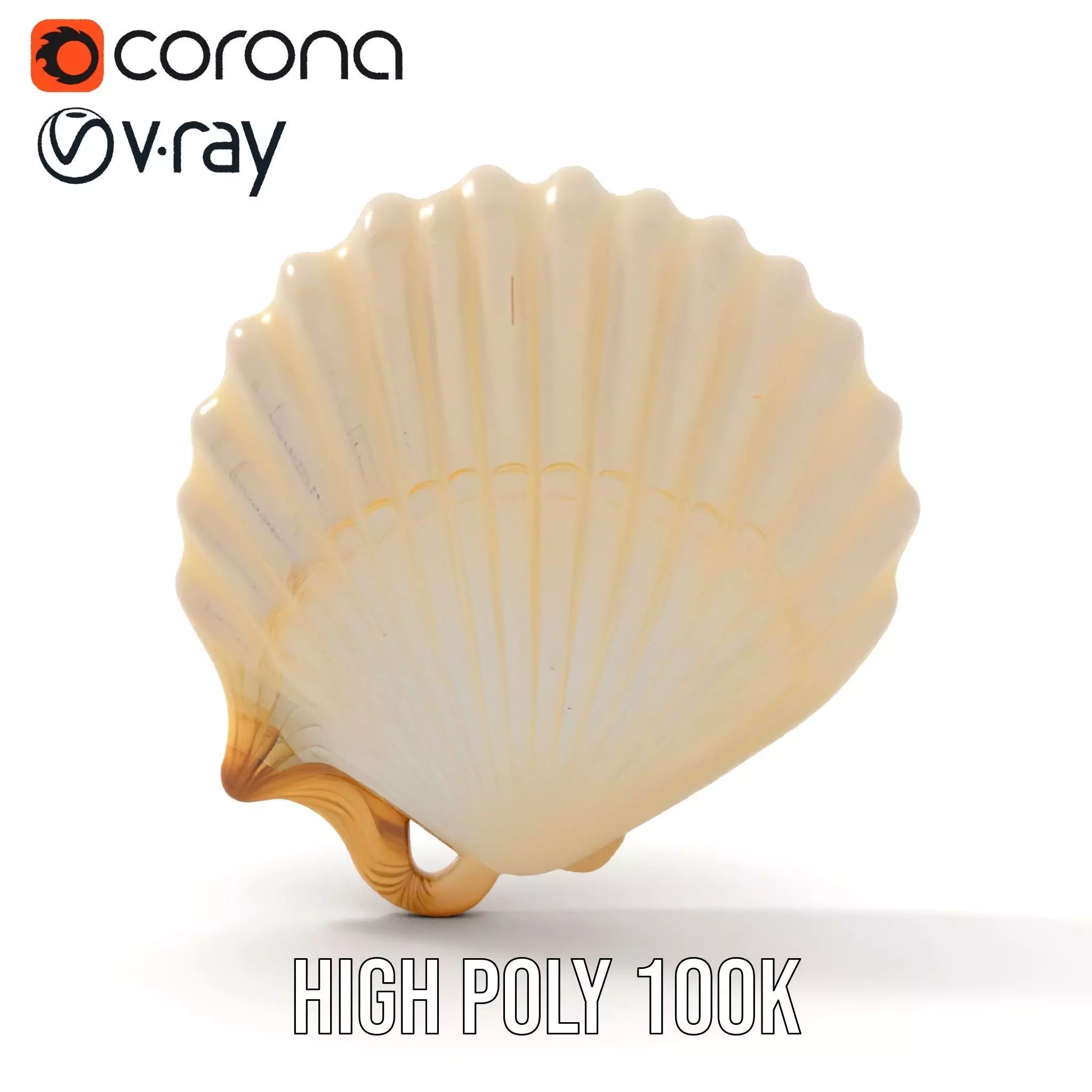 Cream Seashell model pack Low-poly 3D model_23