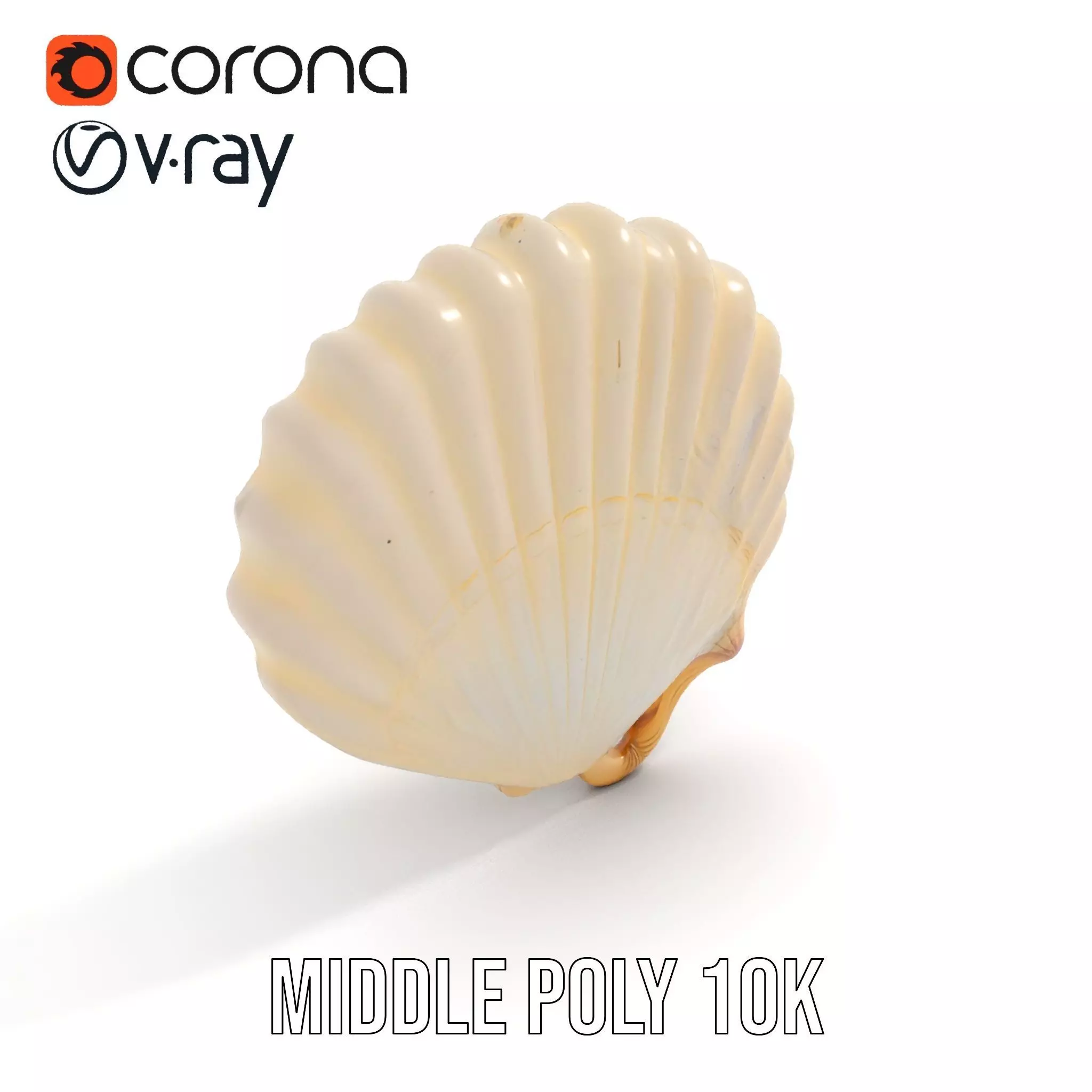 Cream Seashell model pack Low-poly 3D model_6