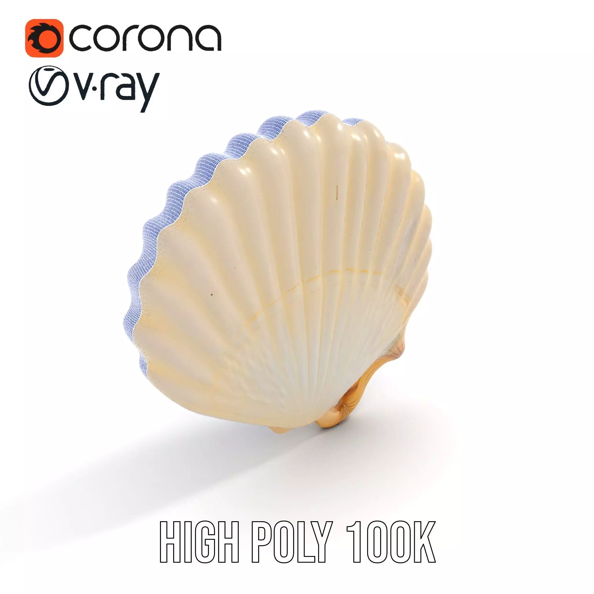 Cream Seashell model pack Low-poly 3D model_34