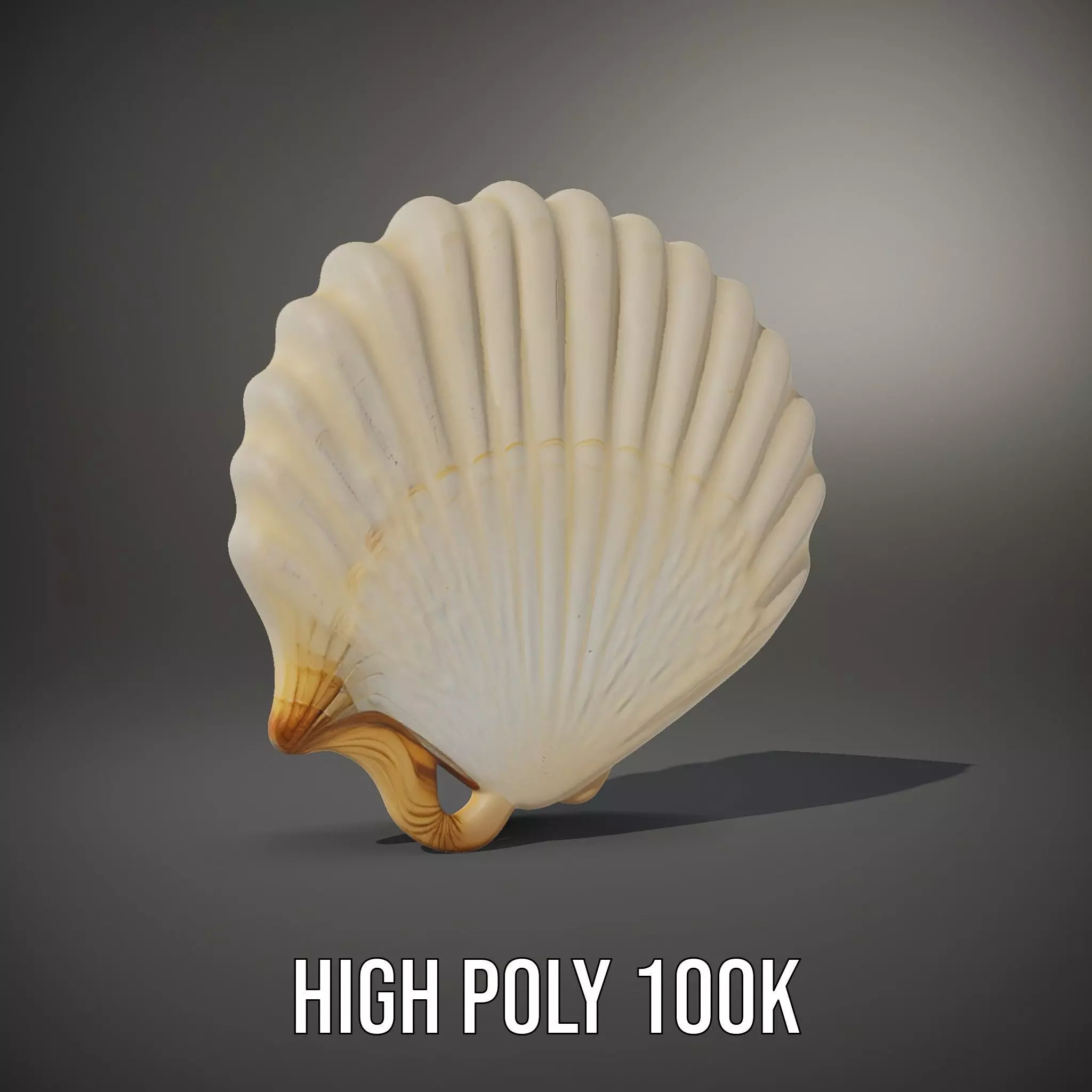 Cream Seashell model pack Low-poly 3D model_8