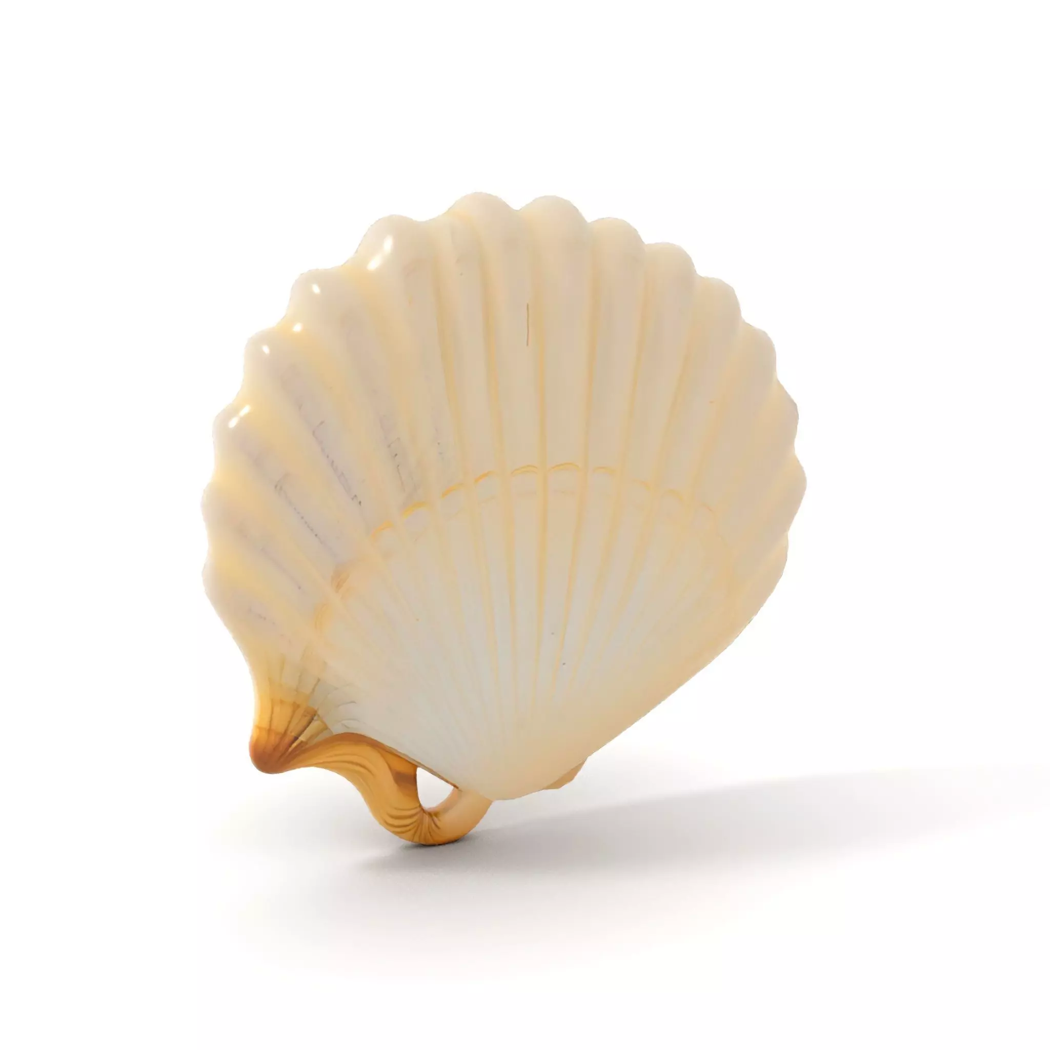Cream Seashell model pack Low-poly 3D model_11