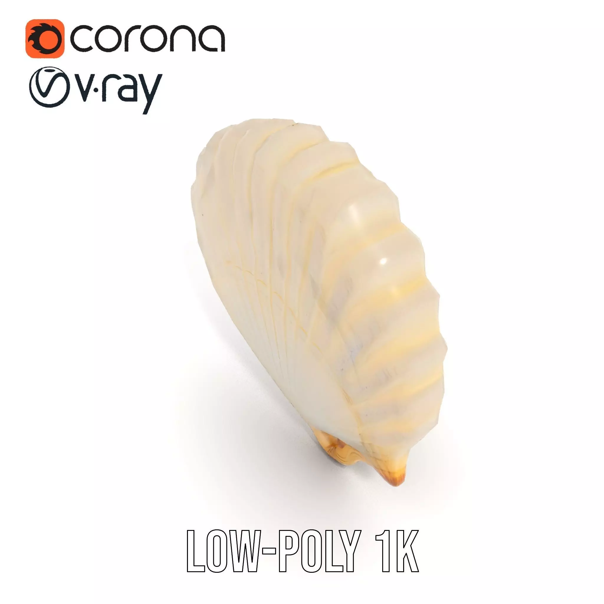 Cream Seashell model pack Low-poly 3D model_19