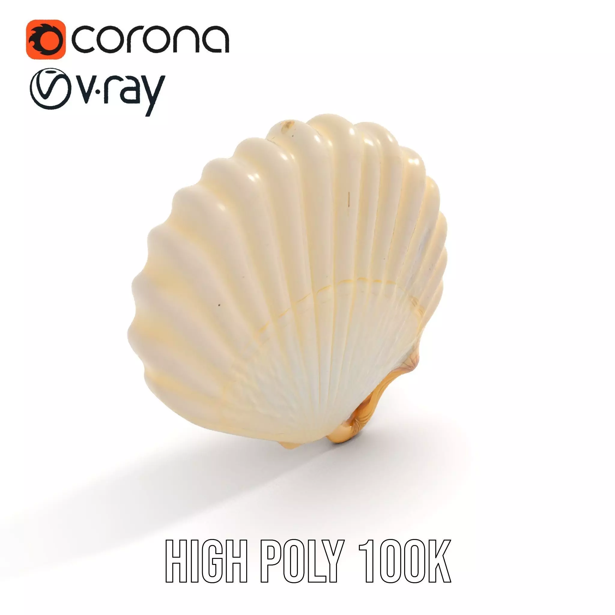 Cream Seashell model pack Low-poly 3D model_17