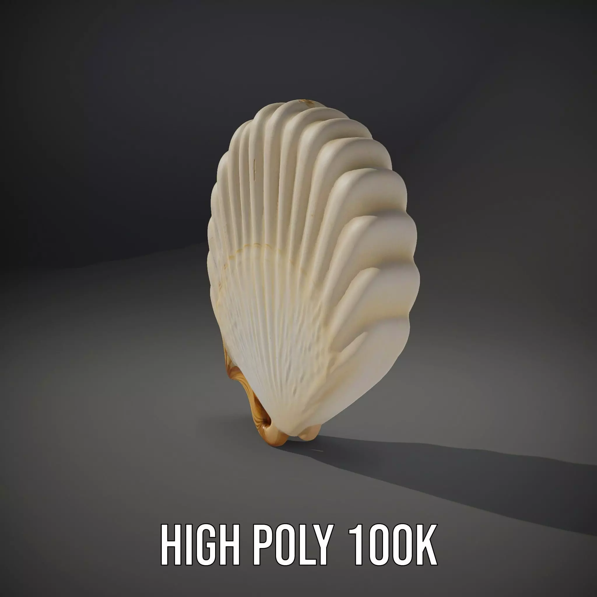 Cream Seashell model pack Low-poly 3D model_10