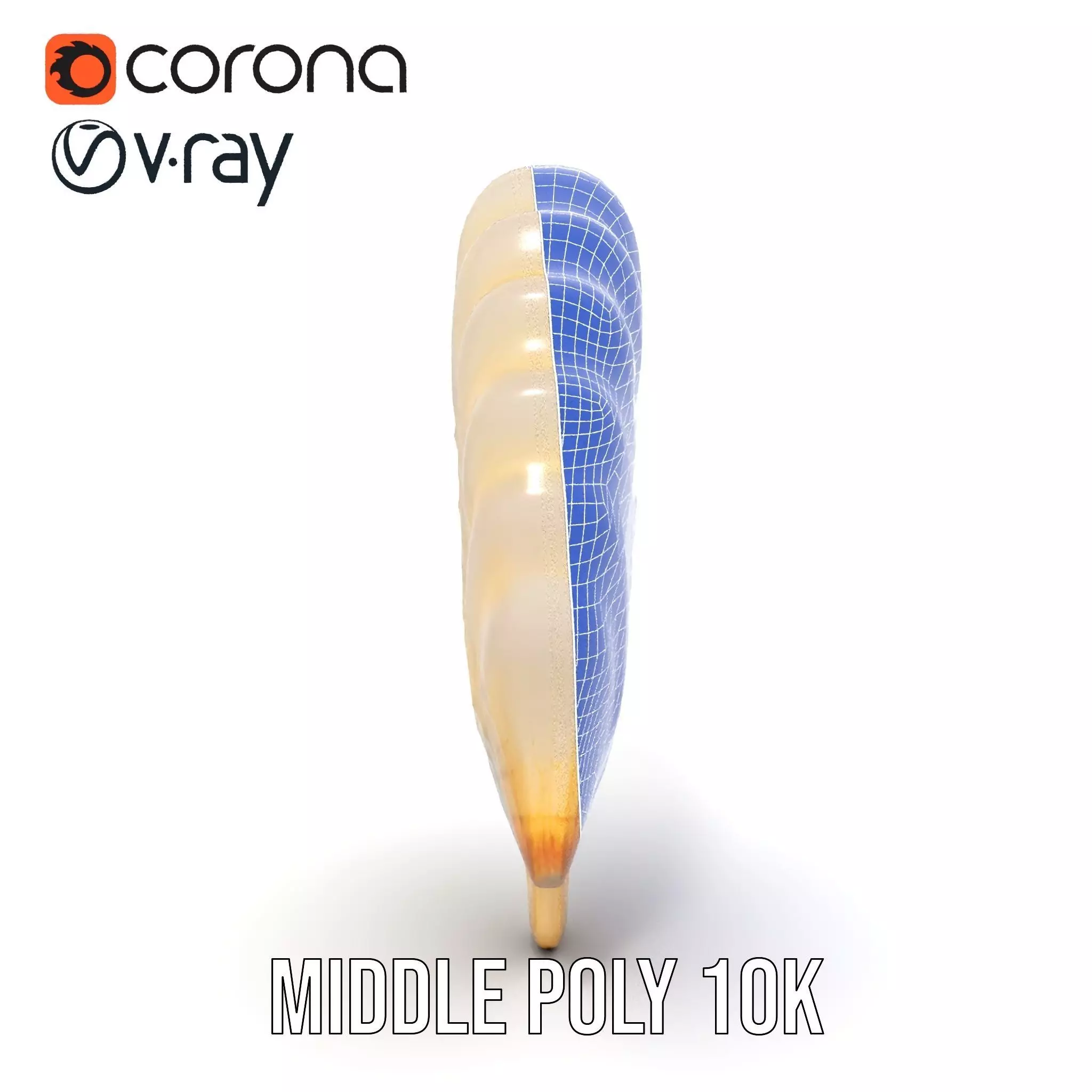 Cream Seashell model pack Low-poly 3D model_21