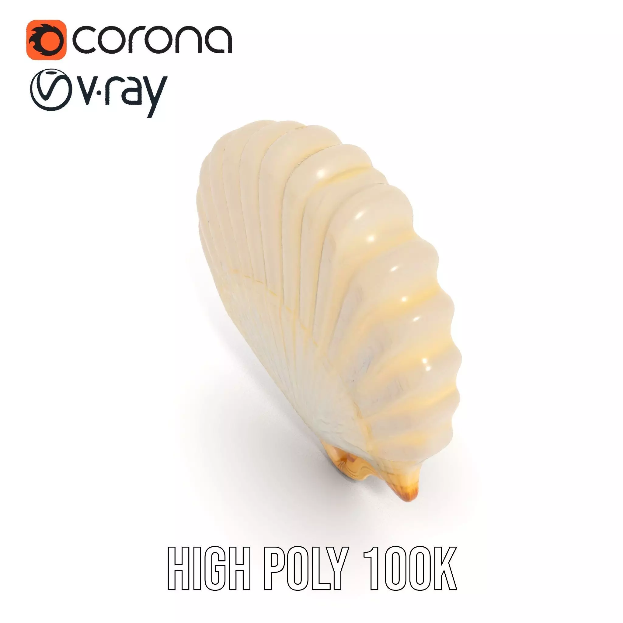 Cream Seashell model pack Low-poly 3D model_28