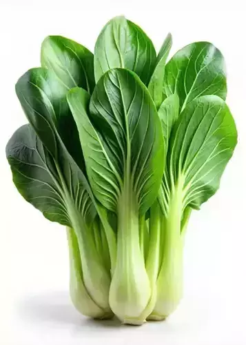 Ultra-Realistic Bok Choy 3D Model Chinese Cabbage Leaves