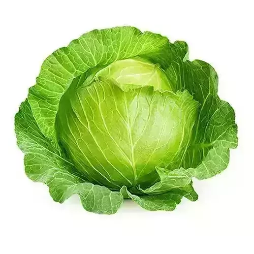 Ultra-Realistic Green Cabbage 3D Model Fresh Crisp Vegetable
