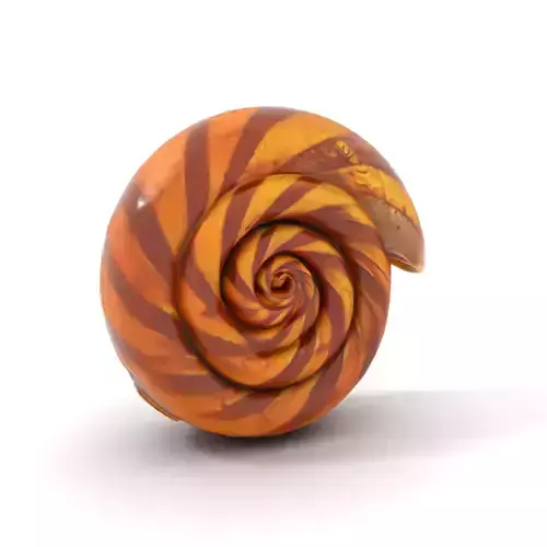 Spiral Shell Wooden model pack