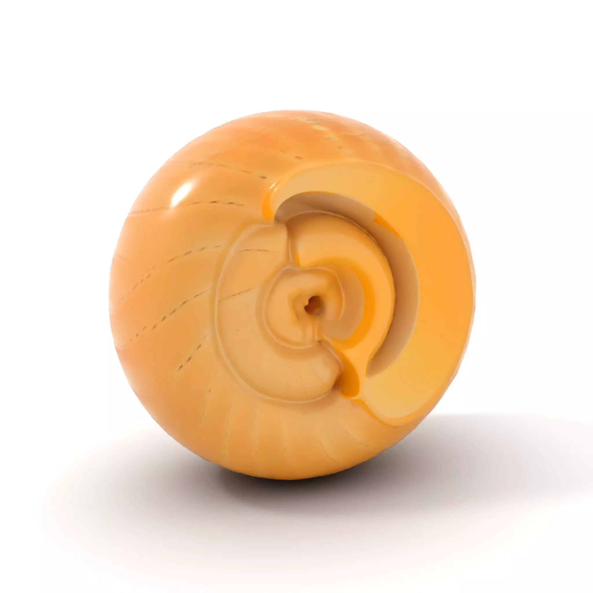 Nautilus Shell Spiral model pack Low-poly 3D model_16
