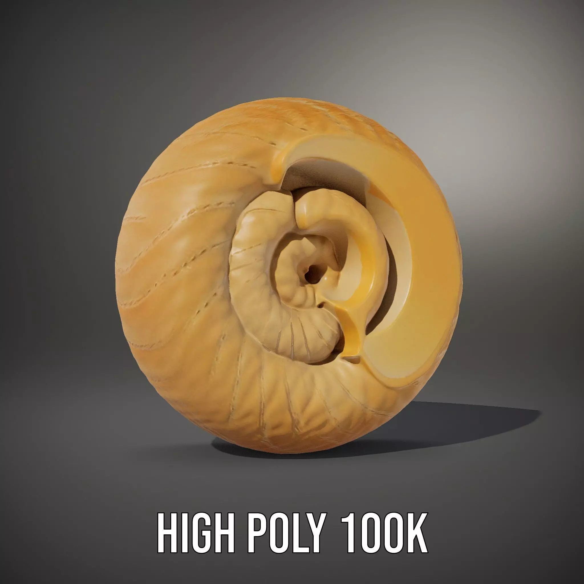 Nautilus Shell Spiral model pack Low-poly 3D model_8