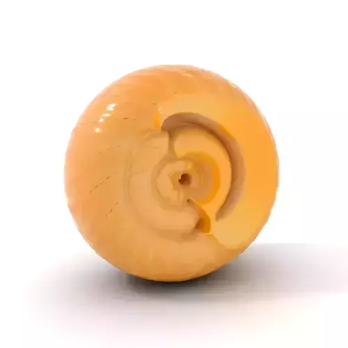 Nautilus Shell Spiral model pack Low-poly 3D model Nautilus Shell Spiral model pack Low-poly 3D model