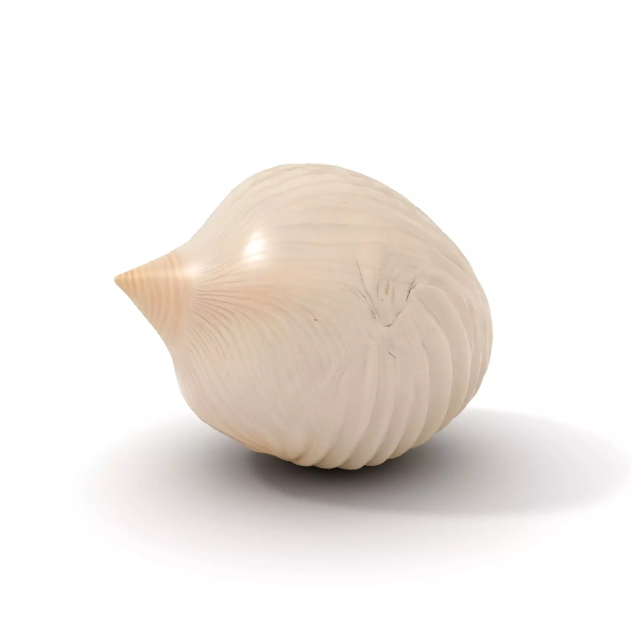 Elegant Sea Shell model pack Low-poly 3D model_11