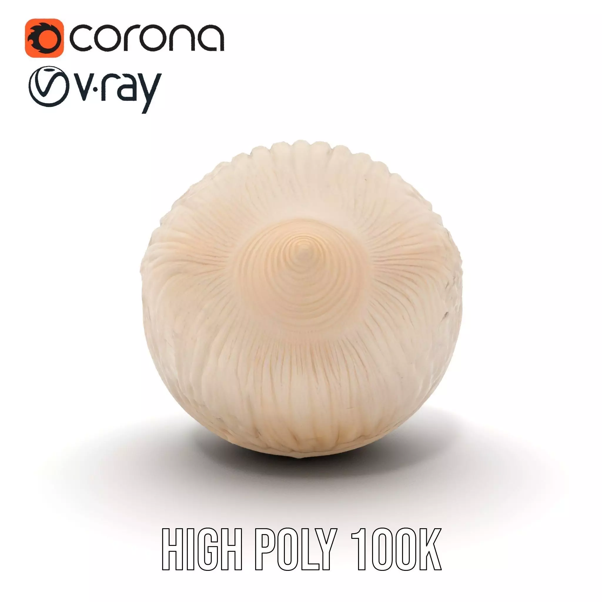 Elegant Sea Shell model pack Low-poly 3D model_34