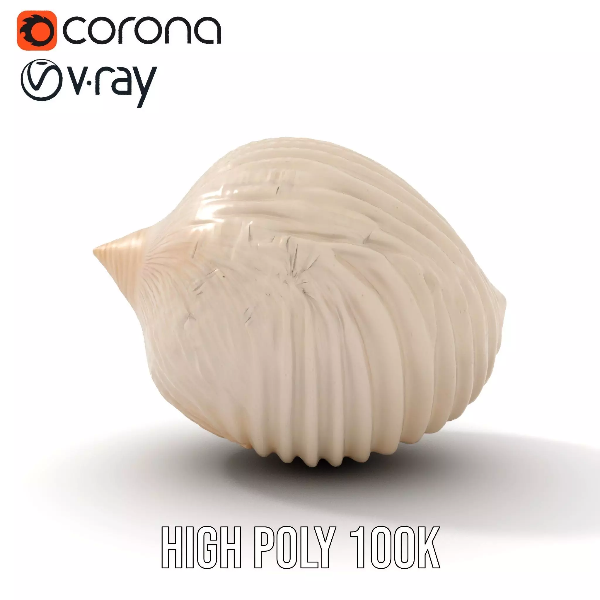 Elegant Sea Shell model pack Low-poly 3D model_18