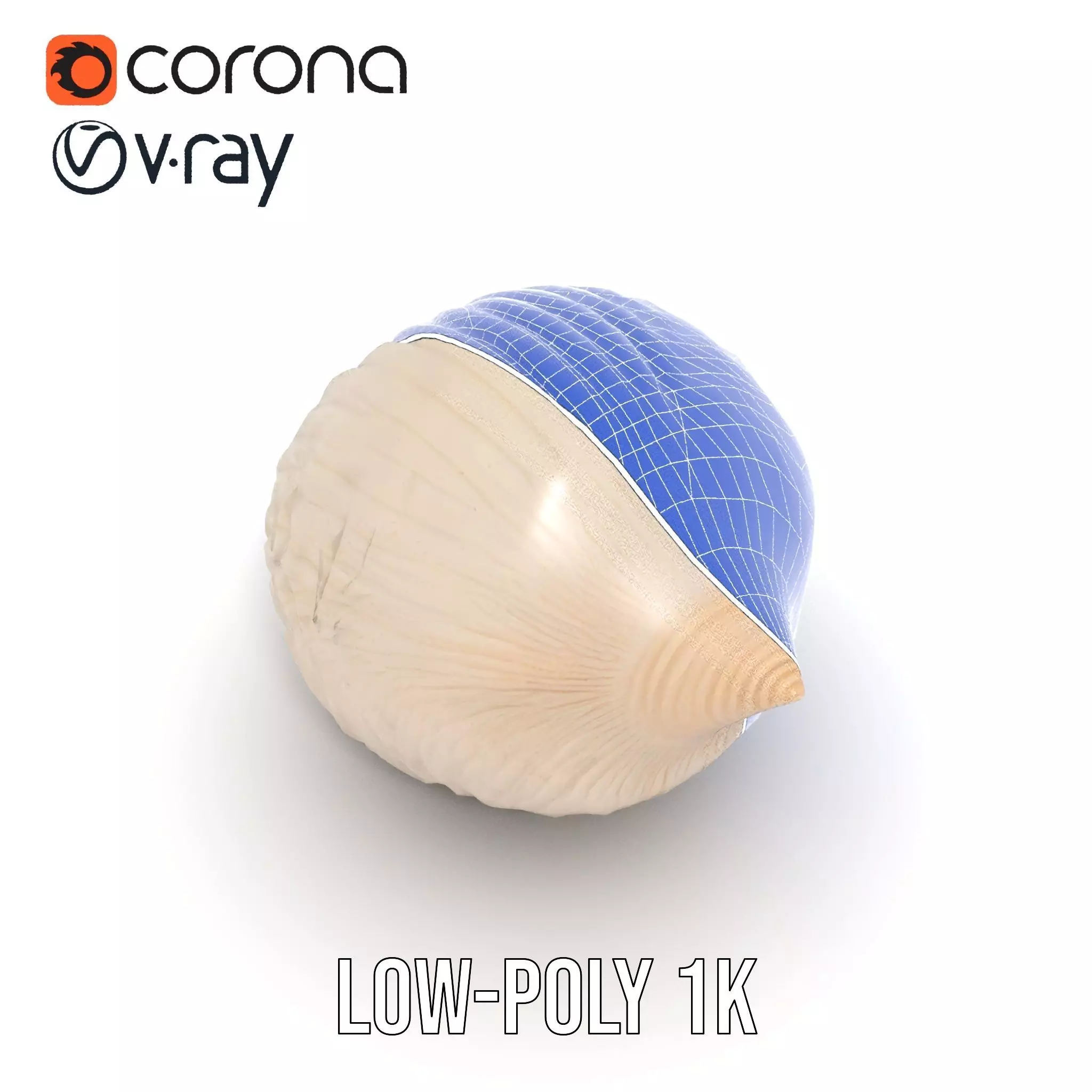 Elegant Sea Shell model pack Low-poly 3D model_22