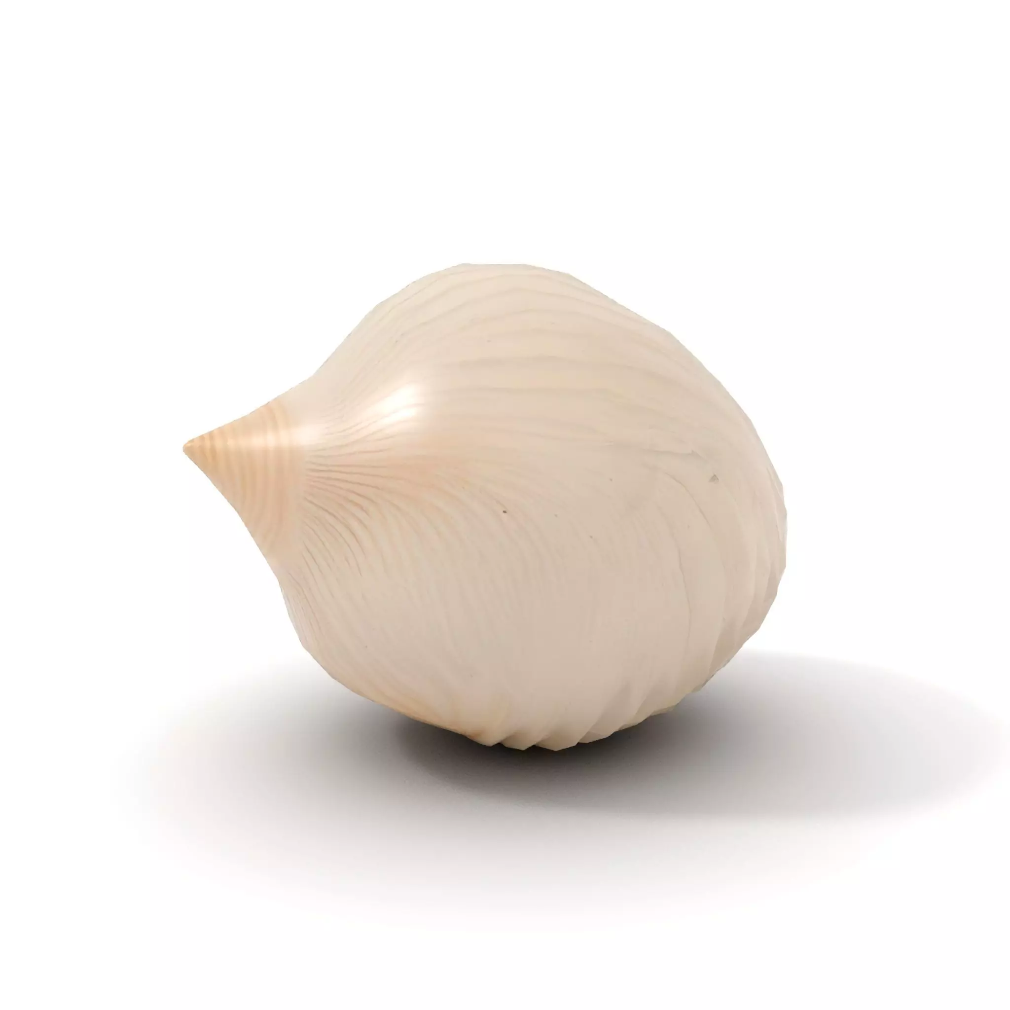 Elegant Sea Shell model pack Low-poly 3D model_17