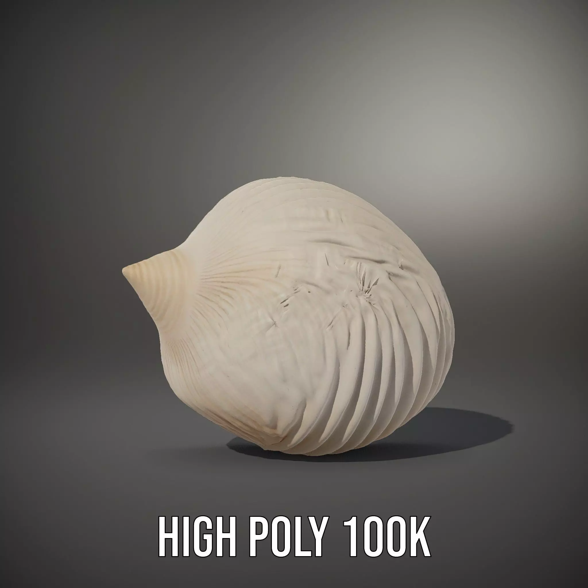 Elegant Sea Shell model pack Low-poly 3D model_10