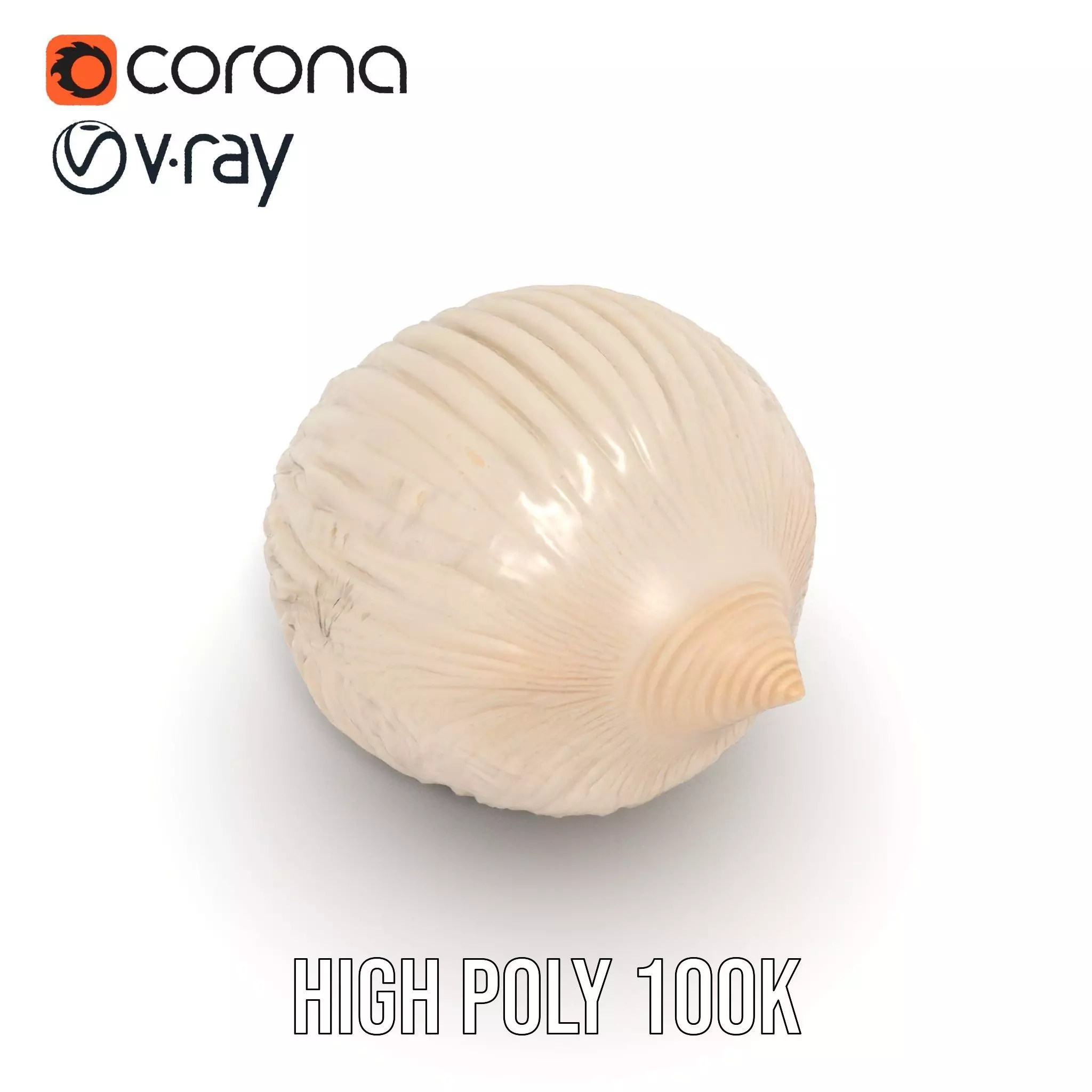 Elegant Sea Shell model pack Low-poly 3D model_15
