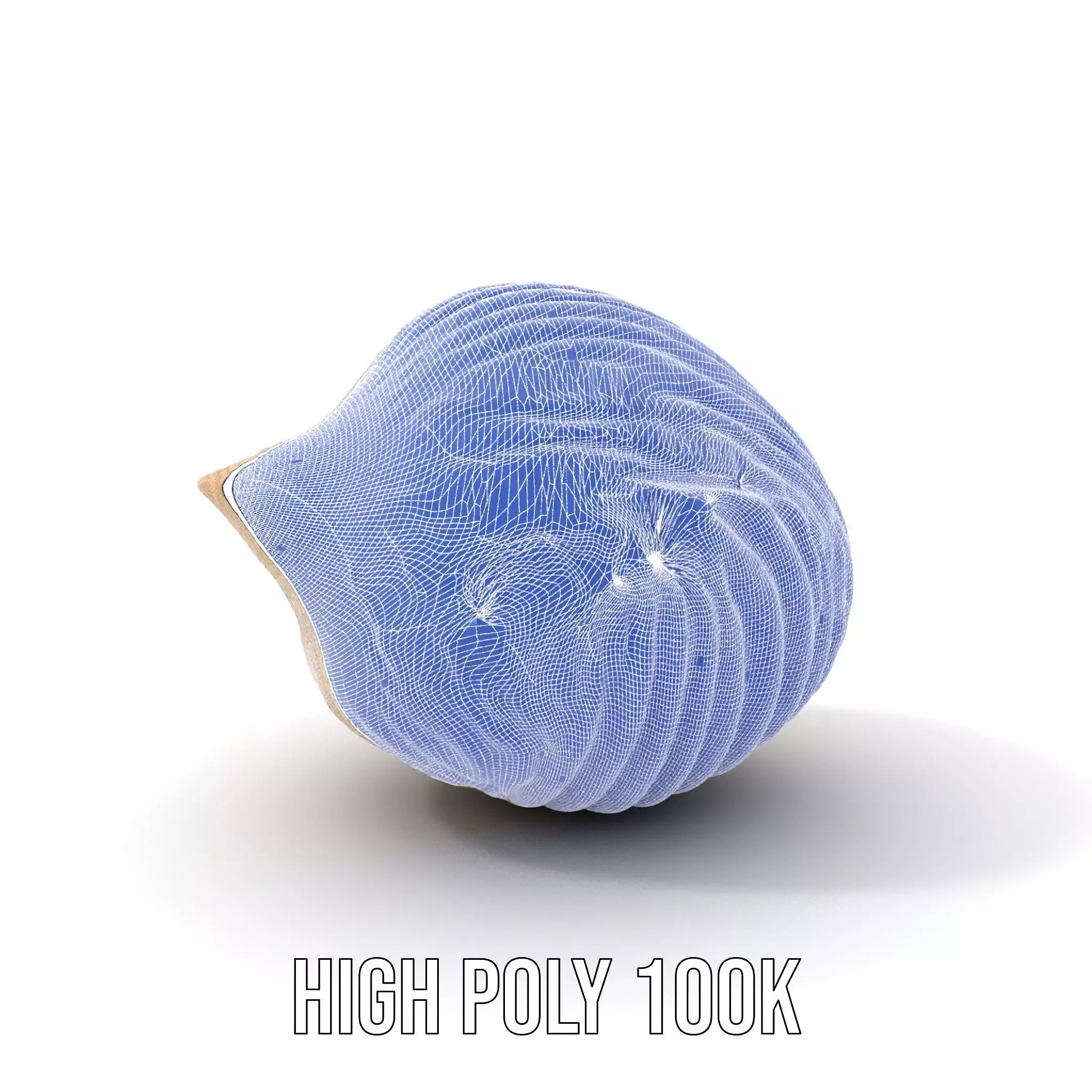Elegant Sea Shell model pack Low-poly 3D model_4