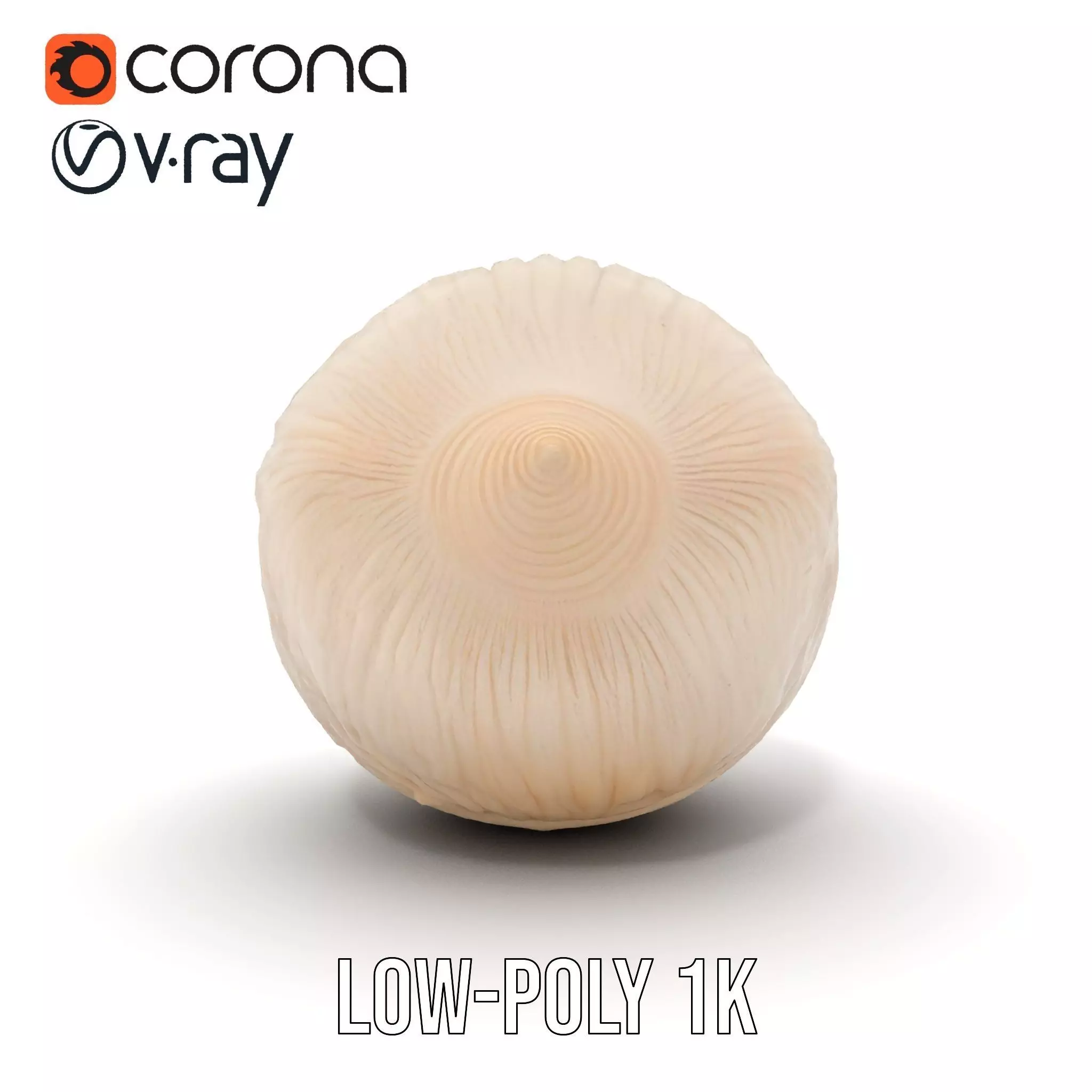 Elegant Sea Shell model pack Low-poly 3D model_13