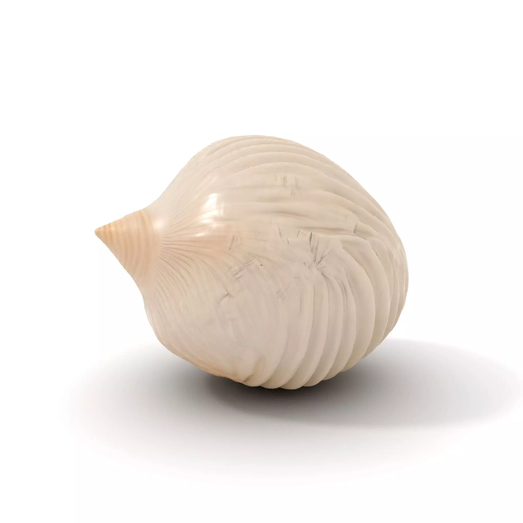 Elegant Sea Shell model pack Low-poly 3D model_0