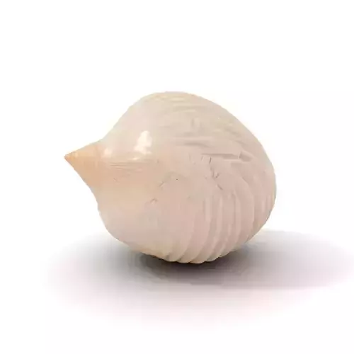 Elegant Sea Shell model pack Low-poly 3D model Elegant Sea Shell model pack Low-poly 3D model